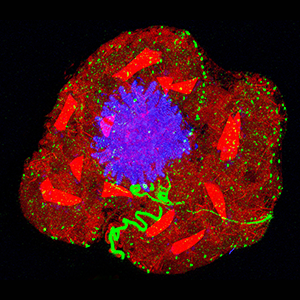 Fluorescence micrograph showing the dinoflagellate Karenia papiloniacea. The centrin is stained in green, the nucleus in blue, and intracellular crystals in red.