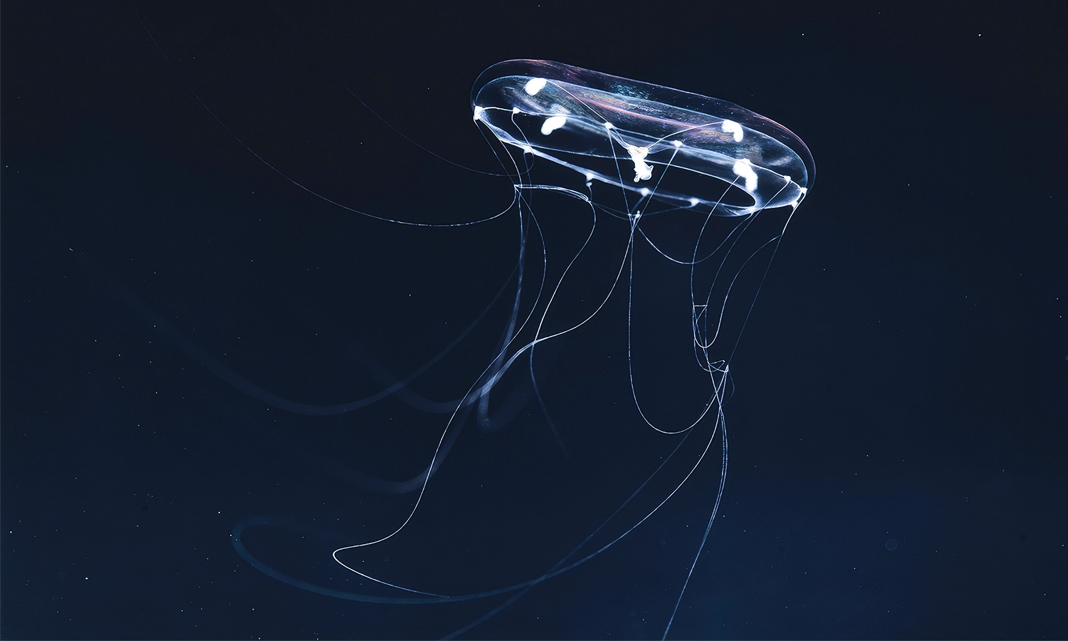 a transparent jellyfish bell trailed by long, thin tentacles.