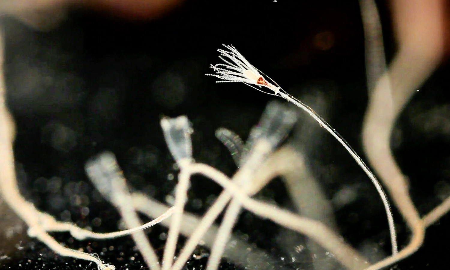 a tentacled polyp attached to a rock surface.