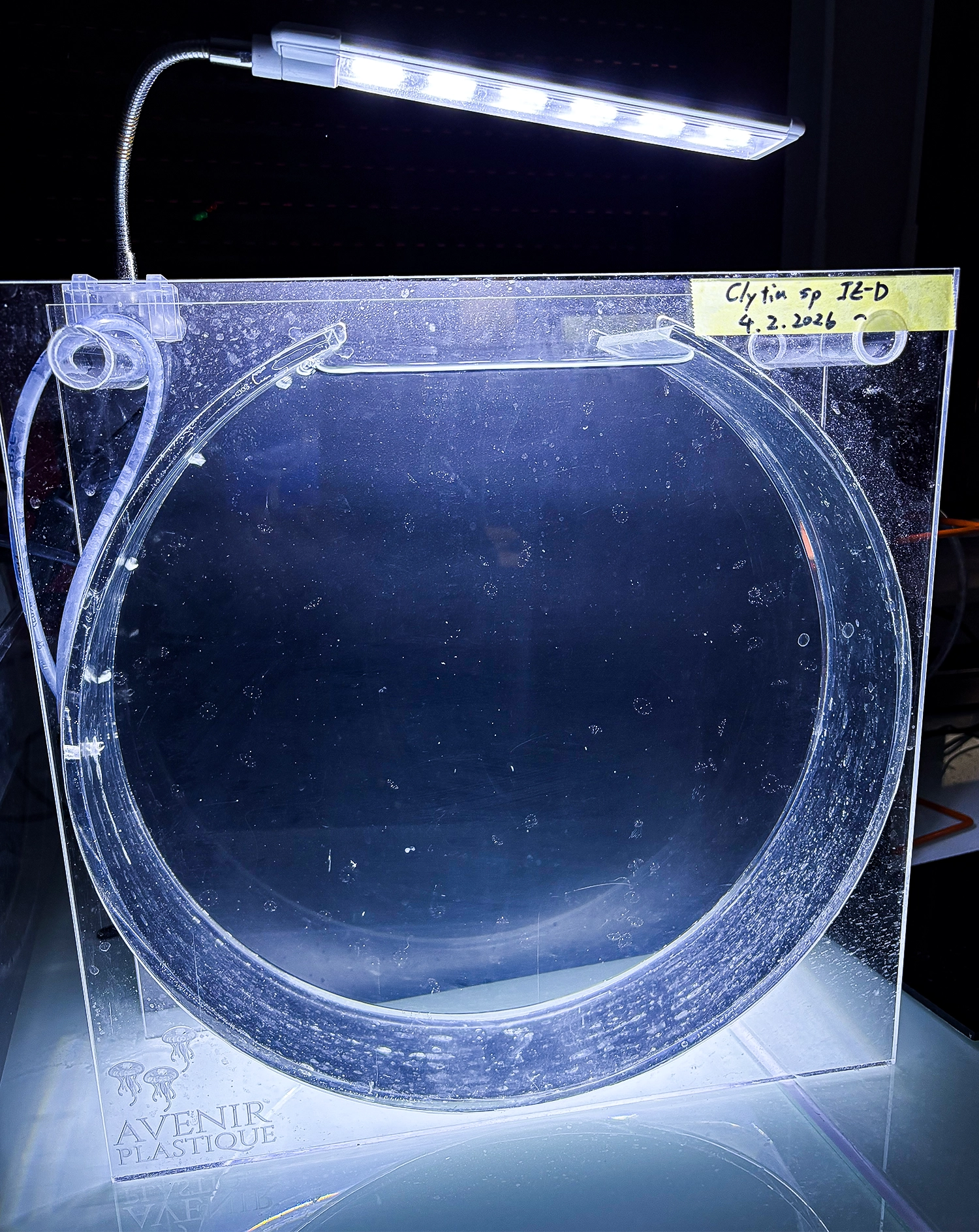 Barely visible, tiny jellyfish circulate in a round tank.