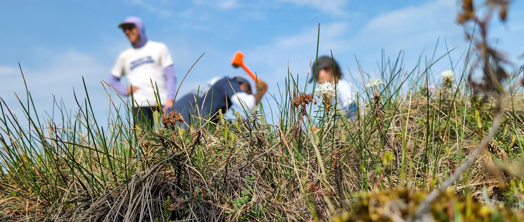Three researchers crowd around as a steel tube is hammered into the ground.