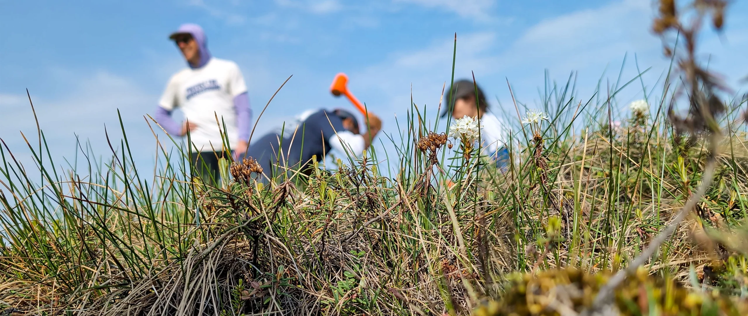 Three researchers crowd around as a steel tube is hammered into the ground.