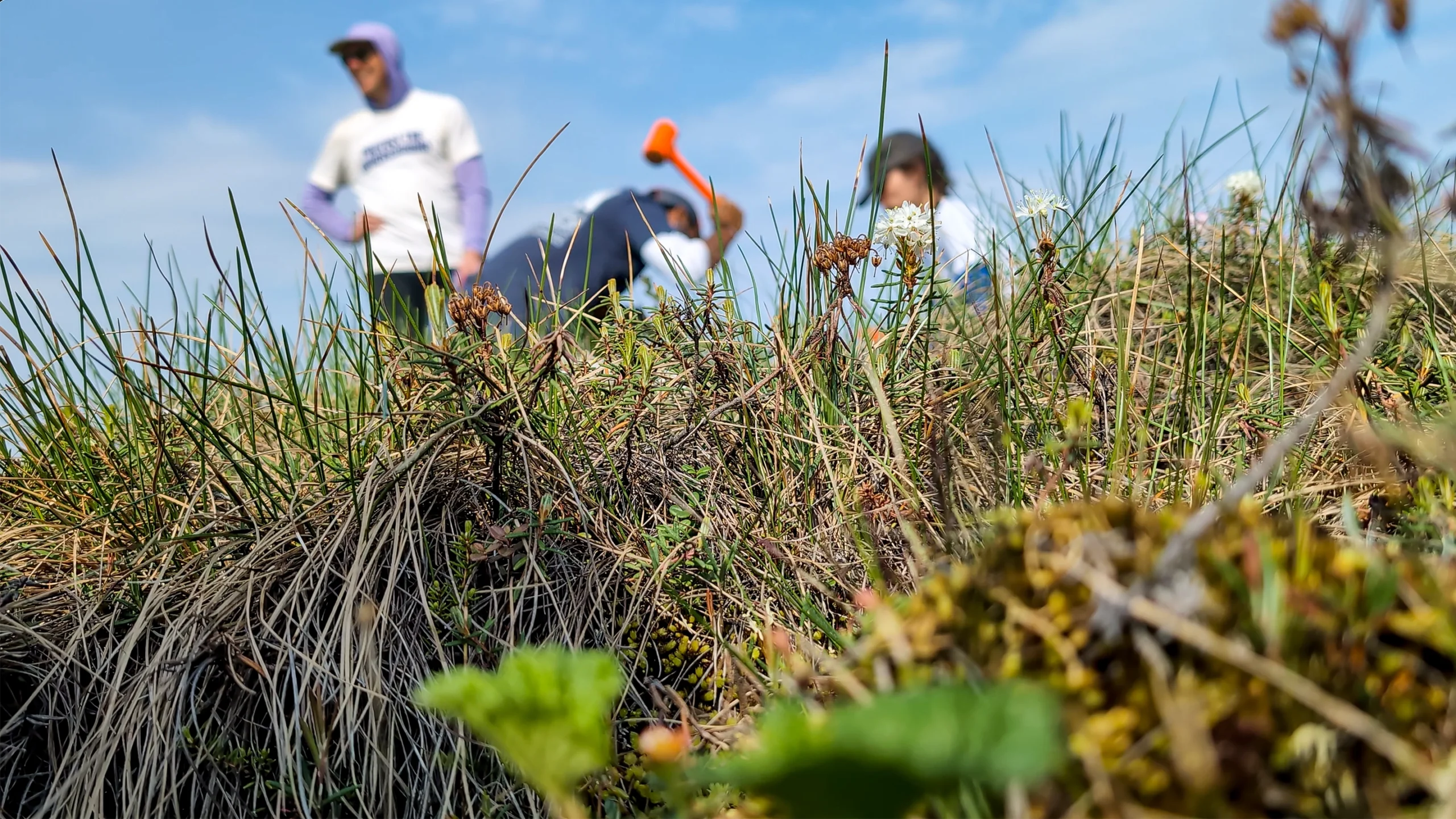 Three researchers crowd around as a steel tube is hammered into the ground.