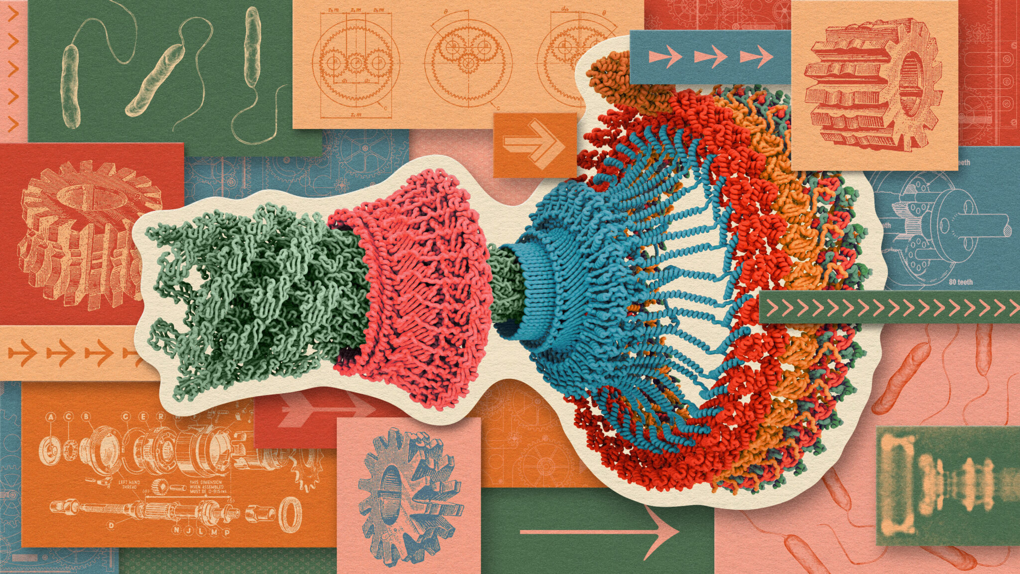 What Physical ‘Life Force’ Turns Biology’s Wheels? | Quanta Magazine