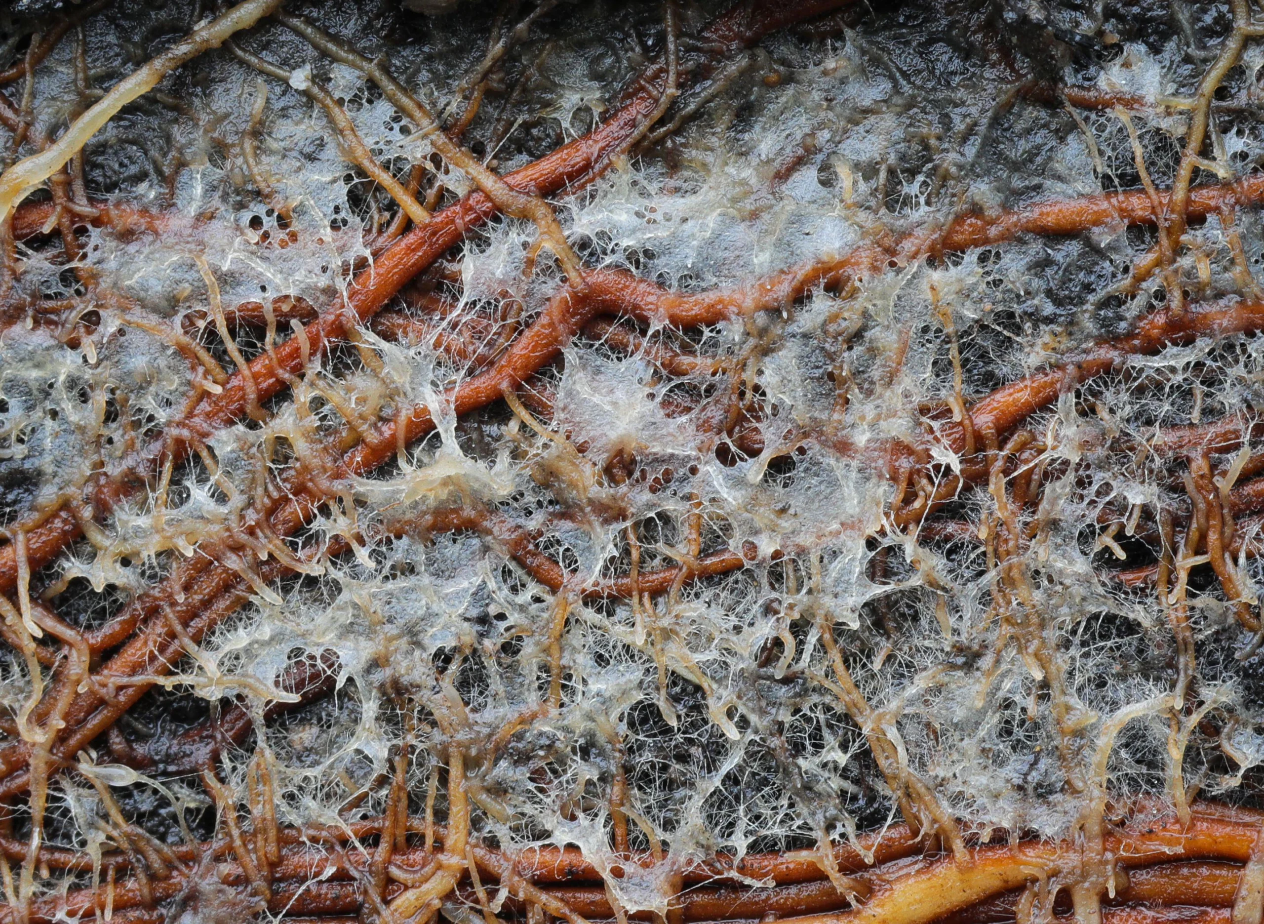 A close-up photograph of a mycorrhizal fungus, which appears like a white film on roots in soil.