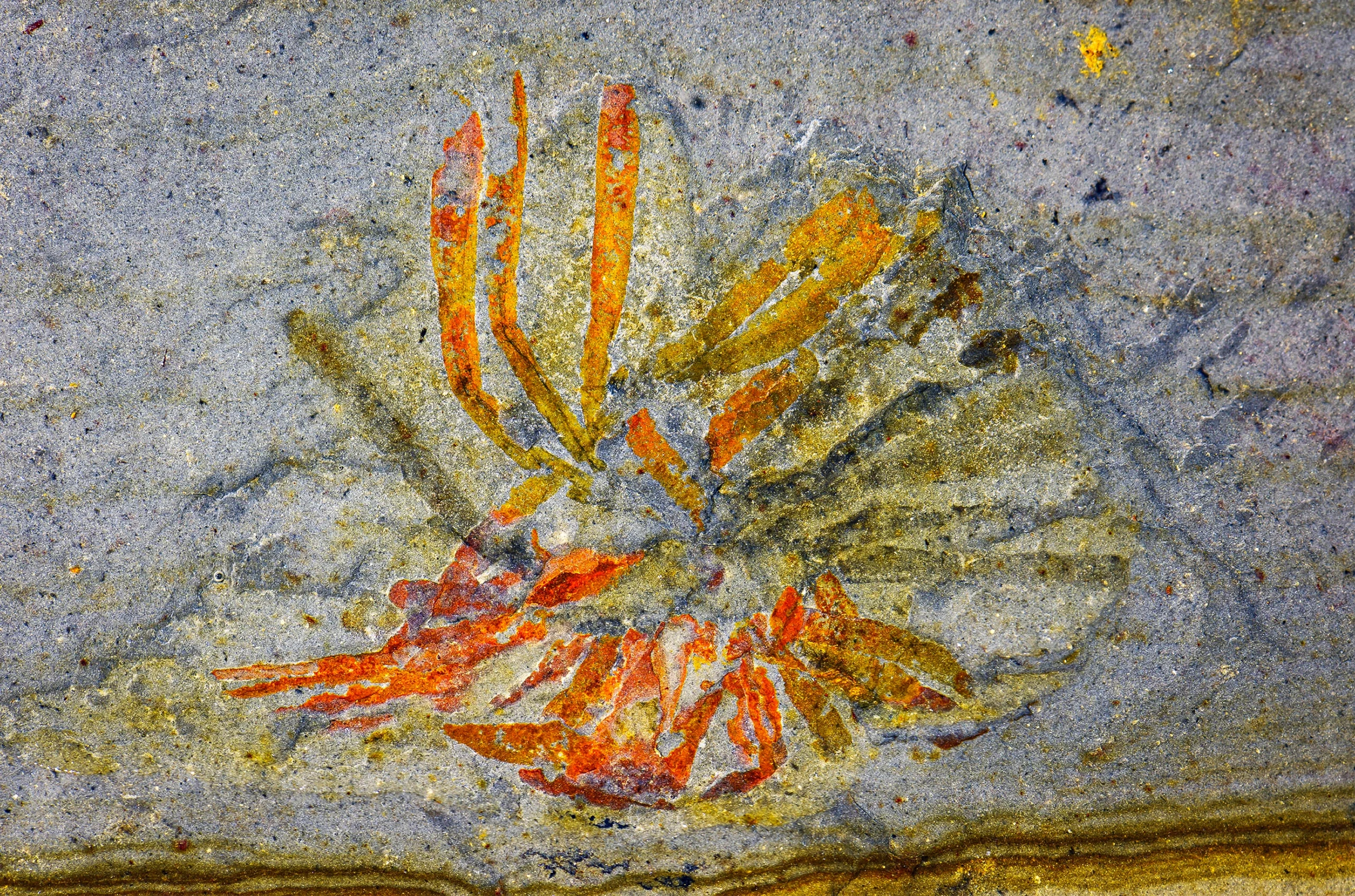 Photograph of an orange fossil with radiating blade-like structures preserved in gray rock.