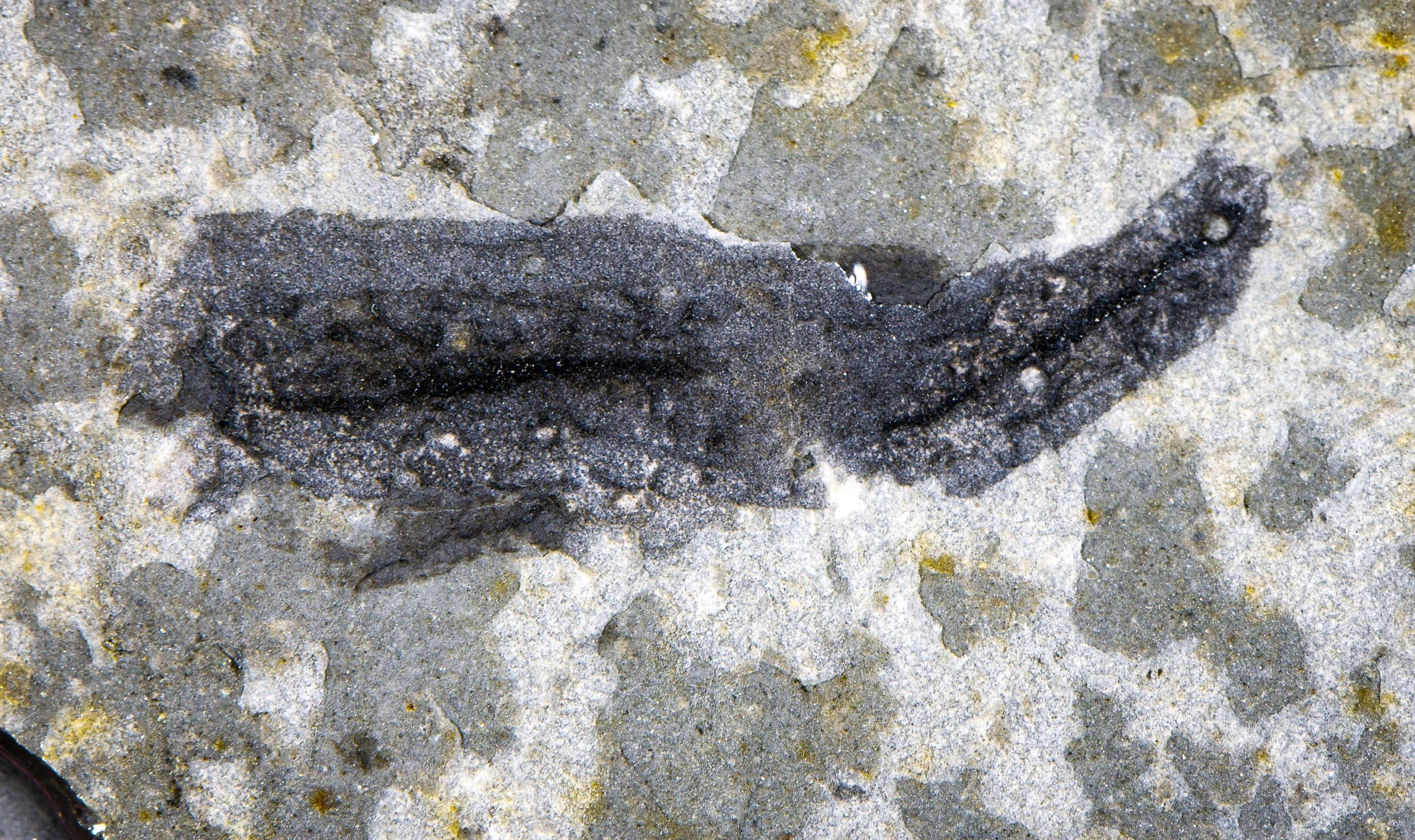 Photograph of a dark elongated fossil preserved in light gray rock.