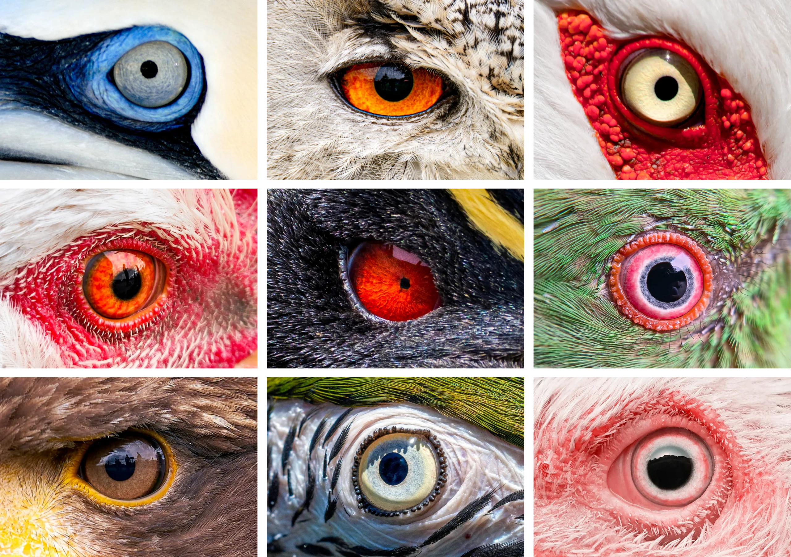 A grid of close-up images of bird eyes