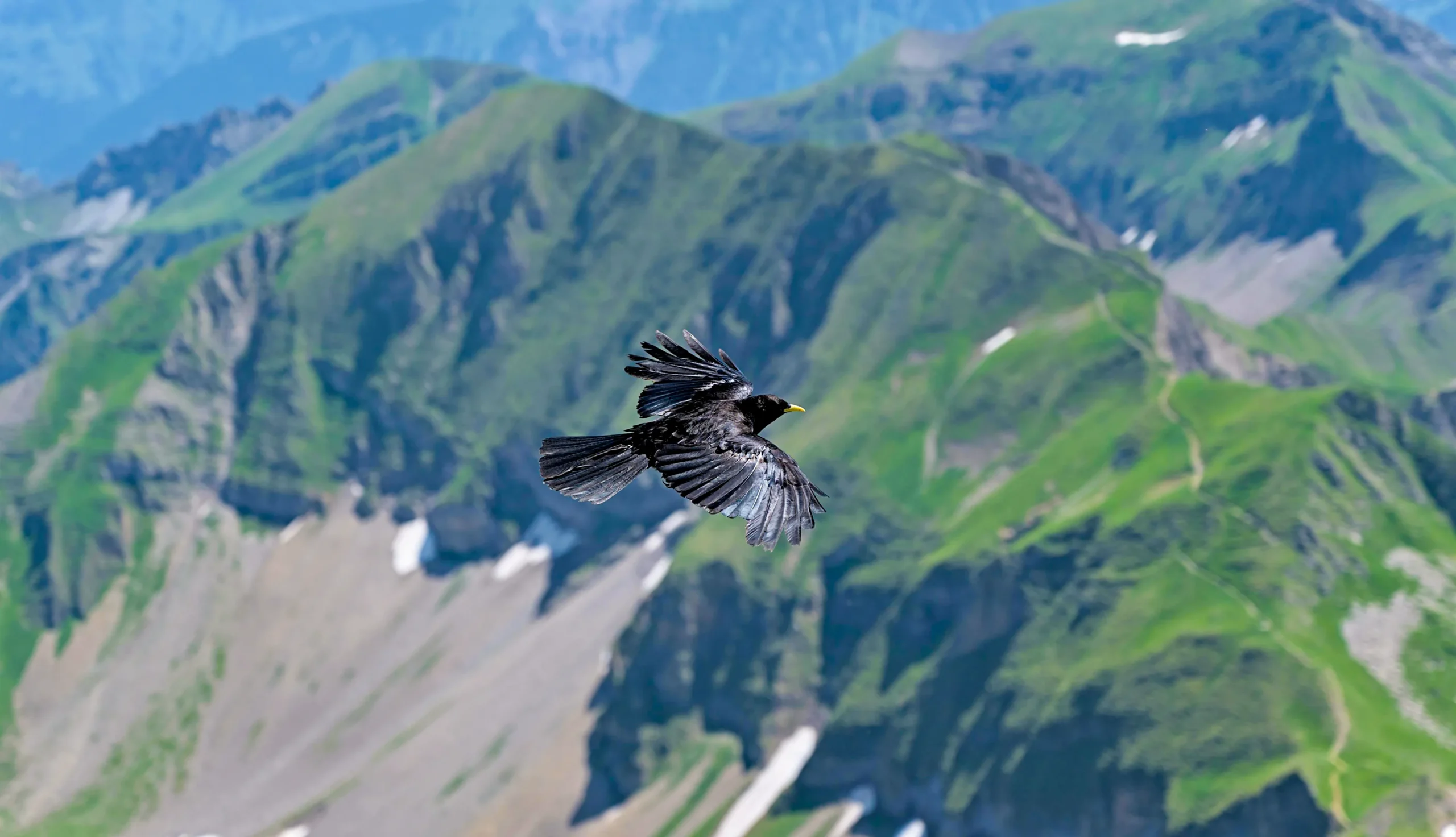 A black bird soars over a mountainous landscape.
