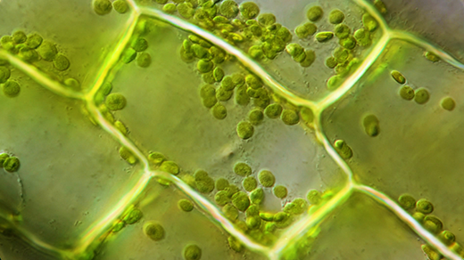 Small green discs move around within a rectangular plant cell.