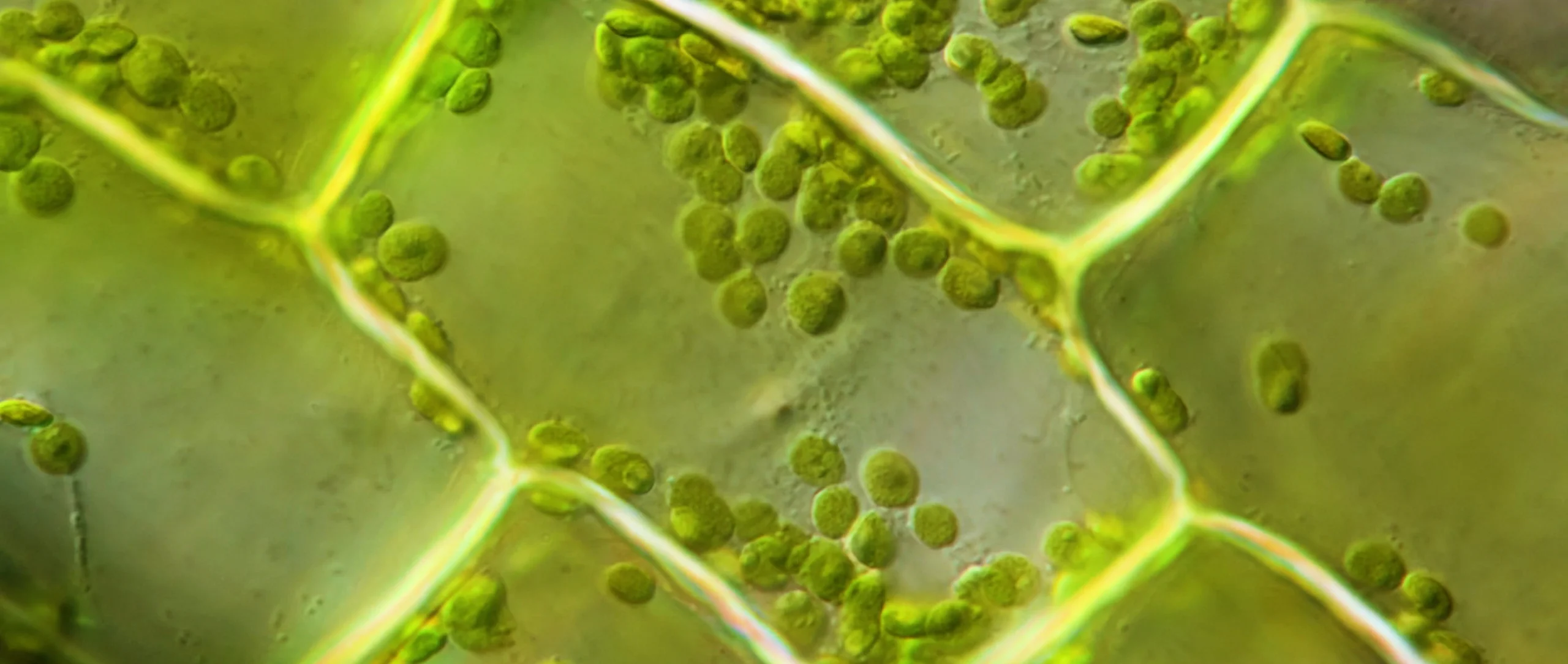 Small green discs move around within a rectangular plant cell.