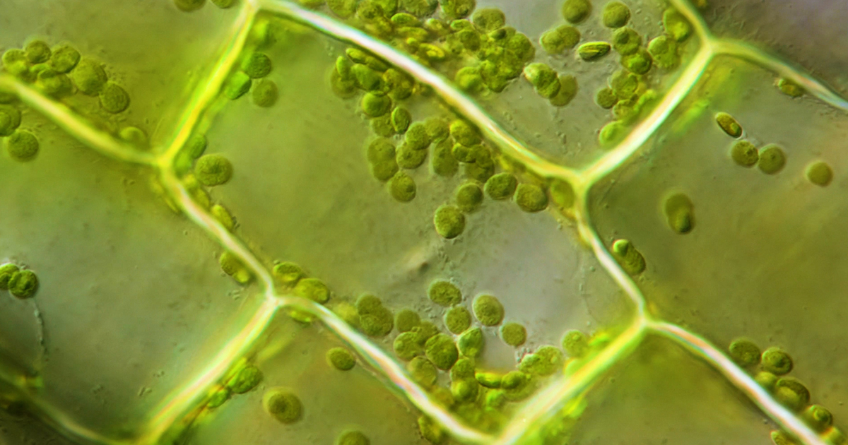 10 Astonishing Secrets of Plant Photosynthesis