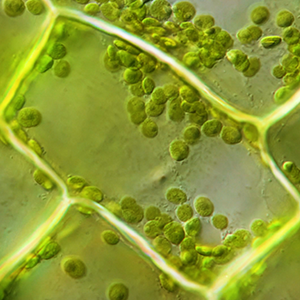 Small green discs move around within a rectangular plant cell.
