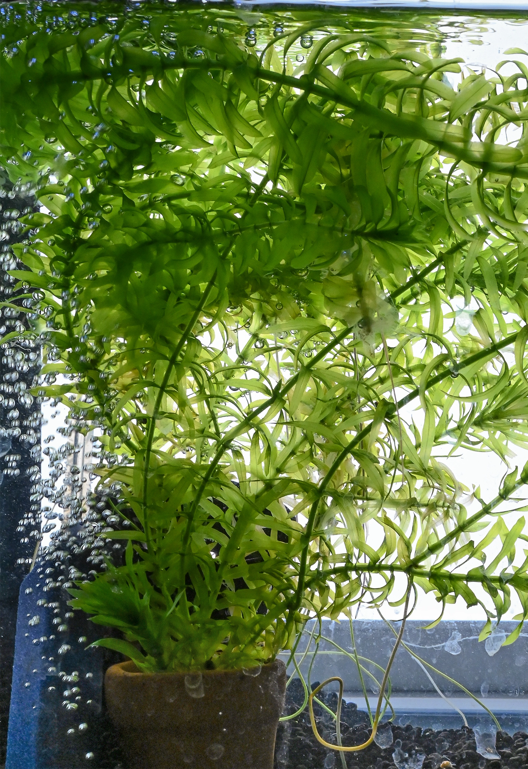 A leafy stalked plant grows in an aquarium