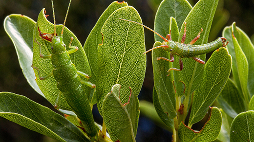 A green stick bug blends in with a green leaf.