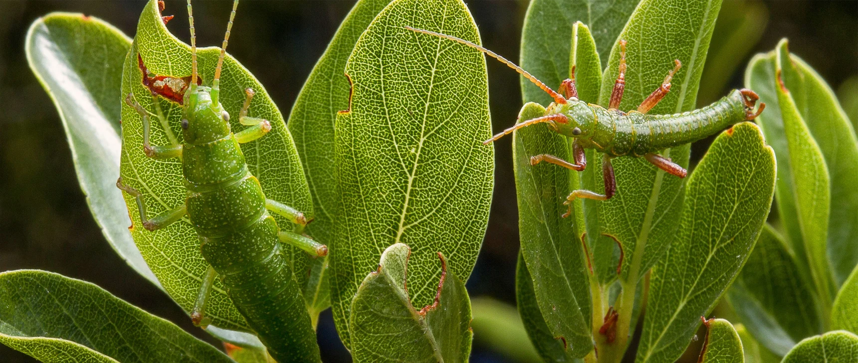 A green stick bug blends in with a green leaf.