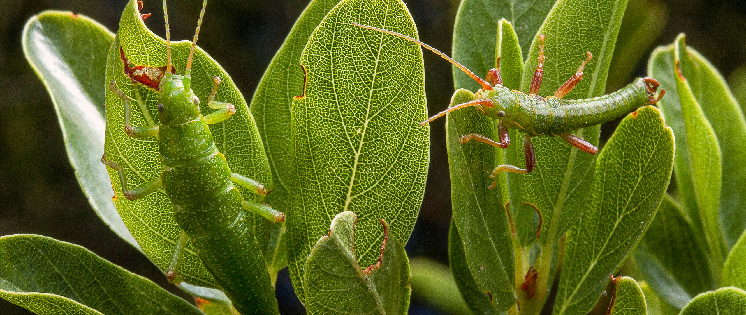 A green stick bug blends in with a green leaf.