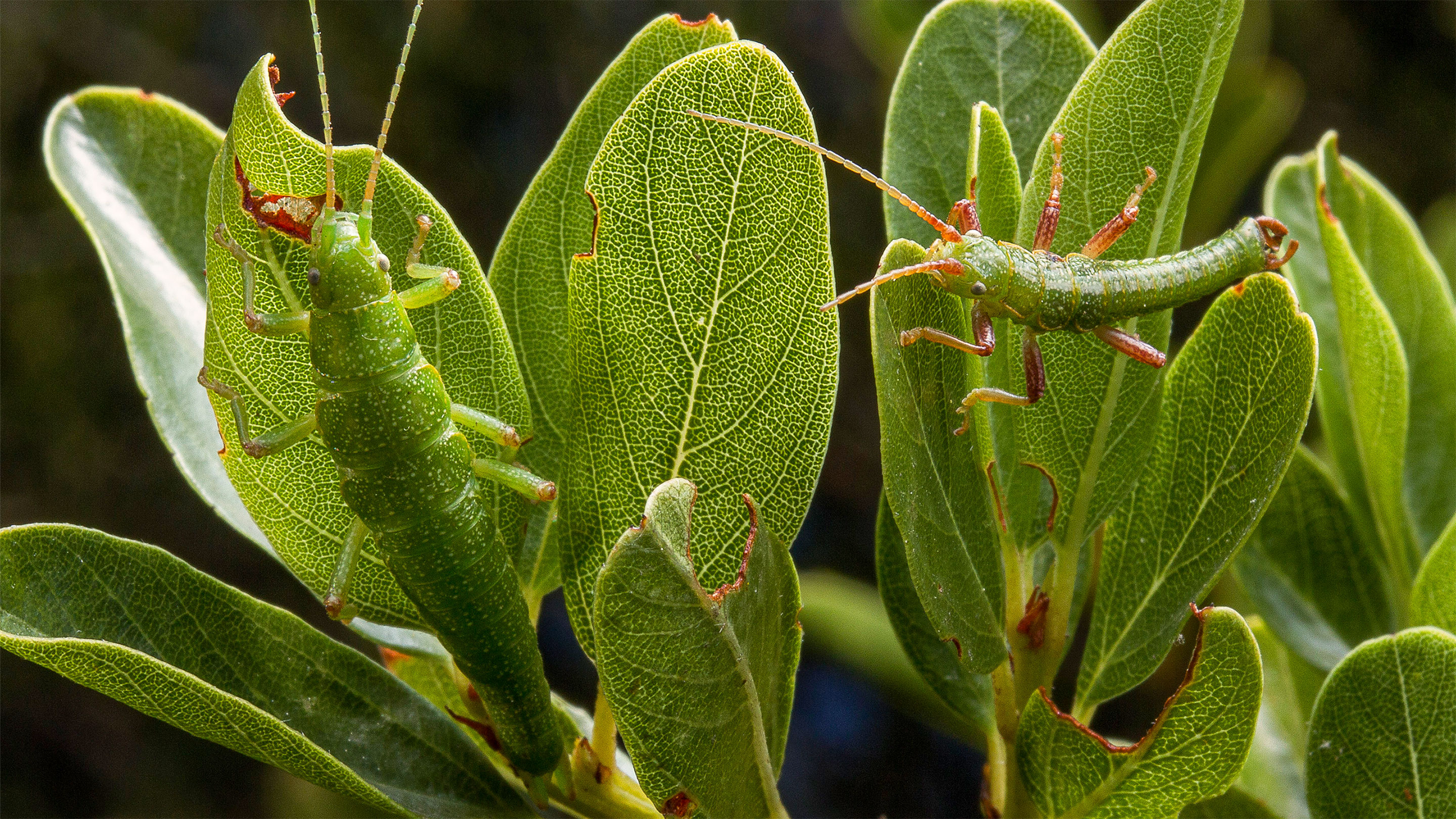 A green stick bug blends in with a green leaf.