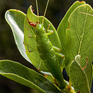A green stick bug blends in with a green leaf.