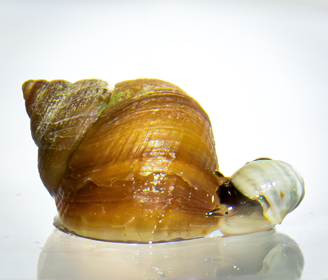 A large snail looms over a much smaller one.