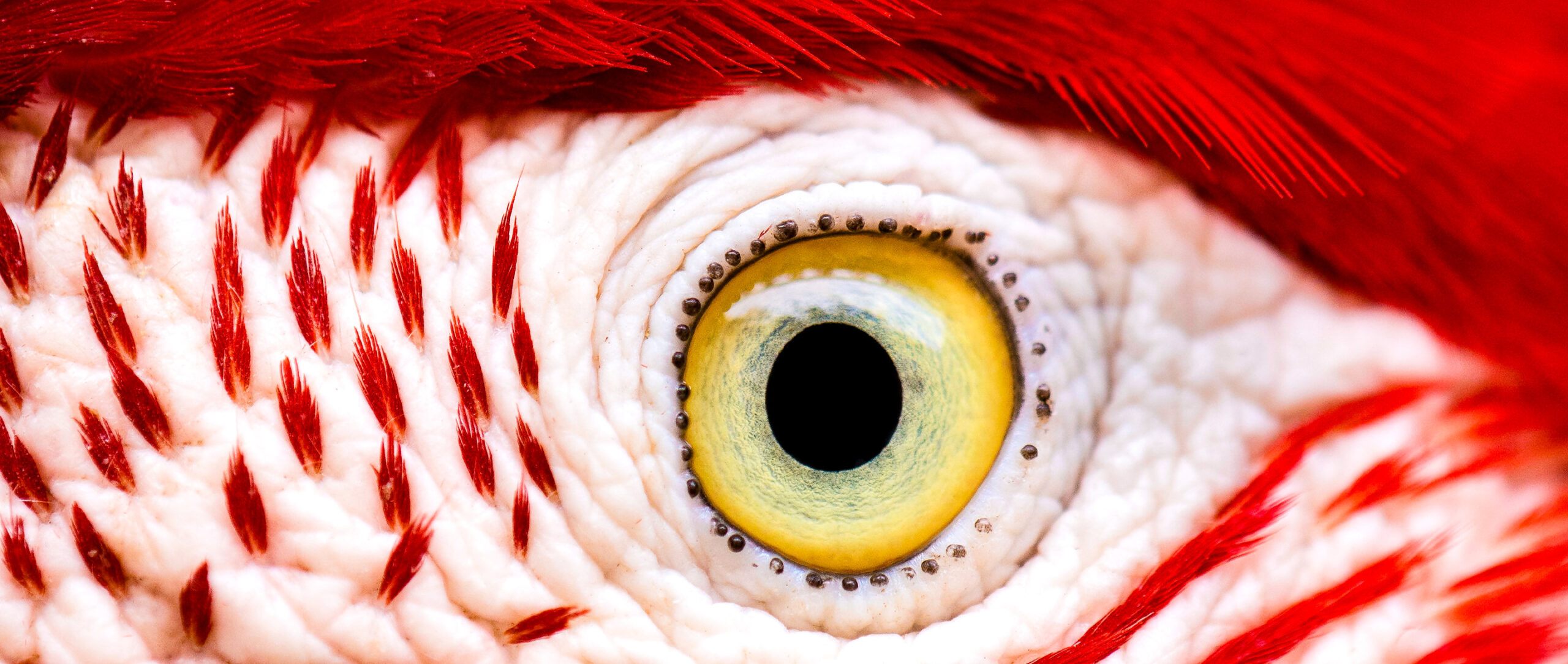 Close-up of a circular yellow bird eye surrounded by white and red feathers.