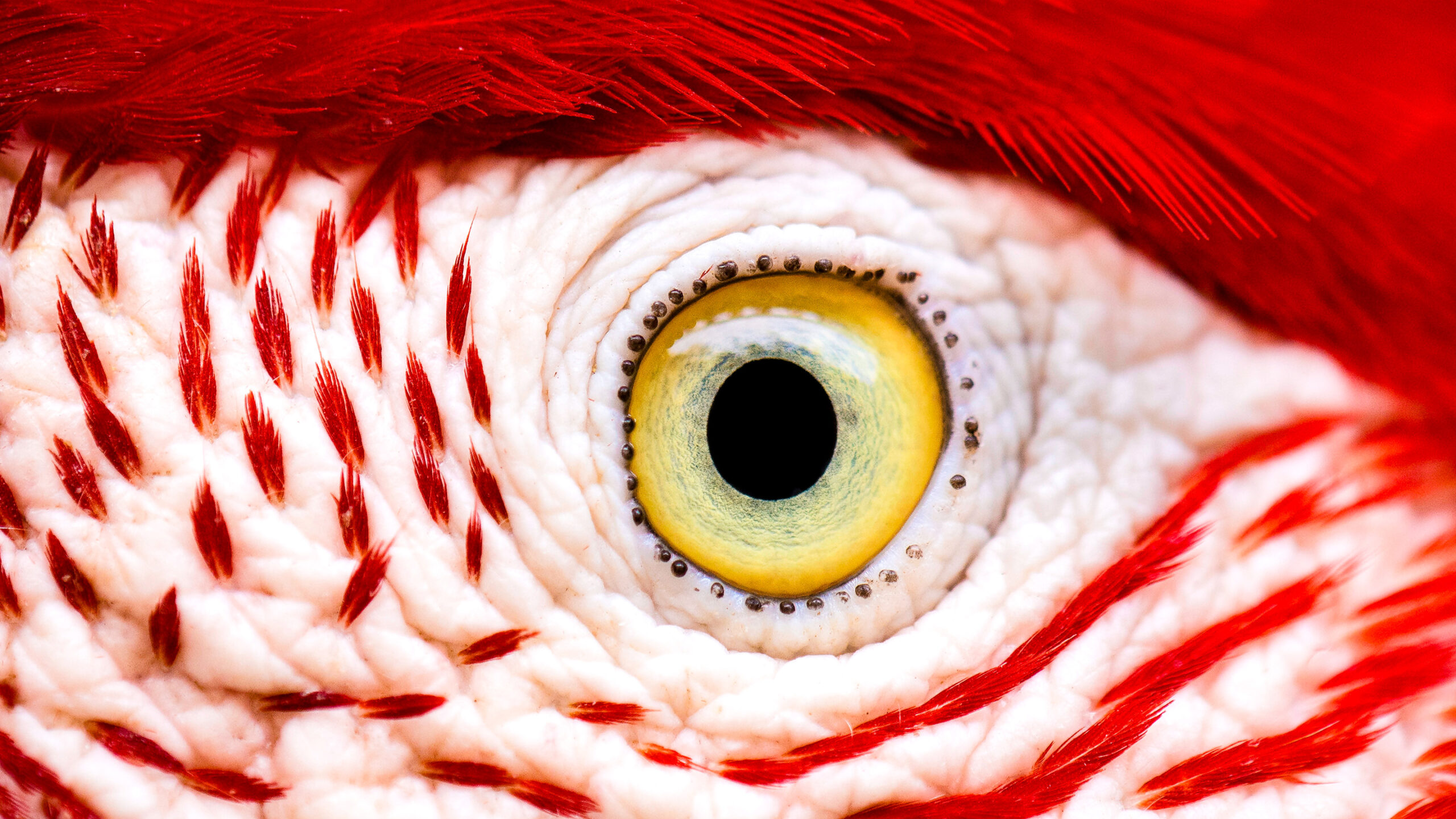Close-up of a circular yellow bird eye surrounded by white and red feathers.