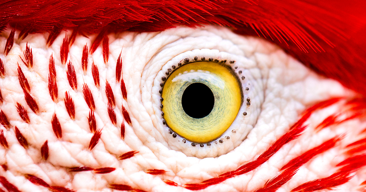 The Astonishing Evolution of Bird Vision: Extreme Adaptations