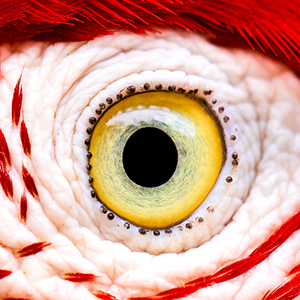 Close-up of a circular yellow bird eye surrounded by white and red feathers.