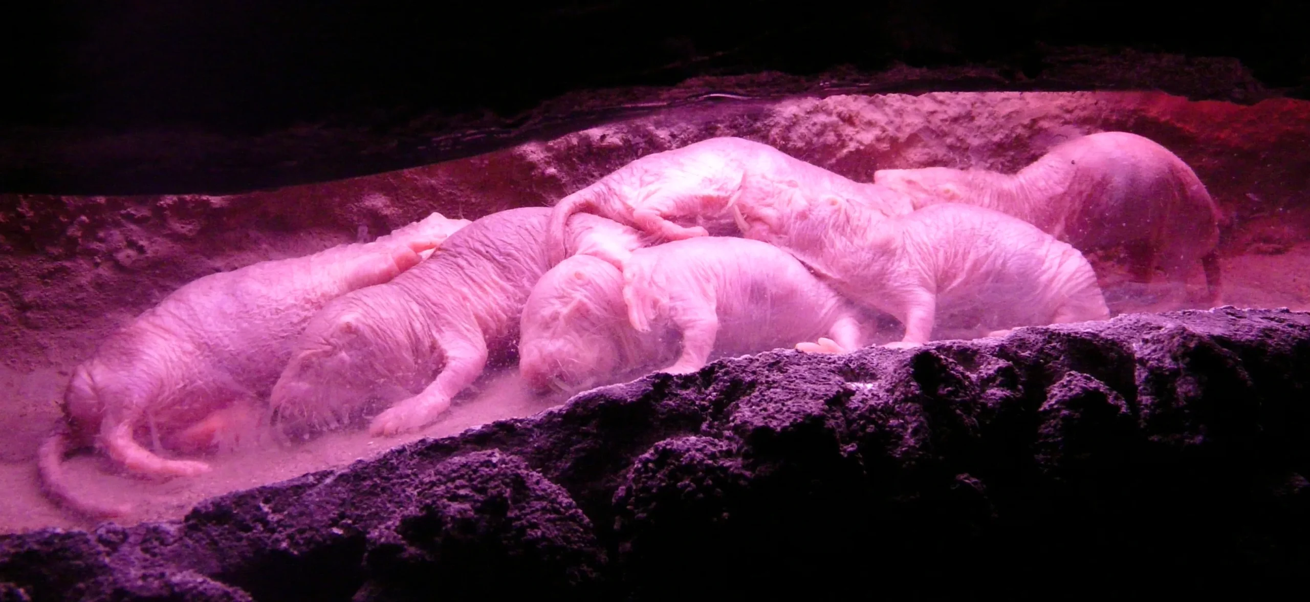 Hairless rats sleep in a pile in a burrow.
