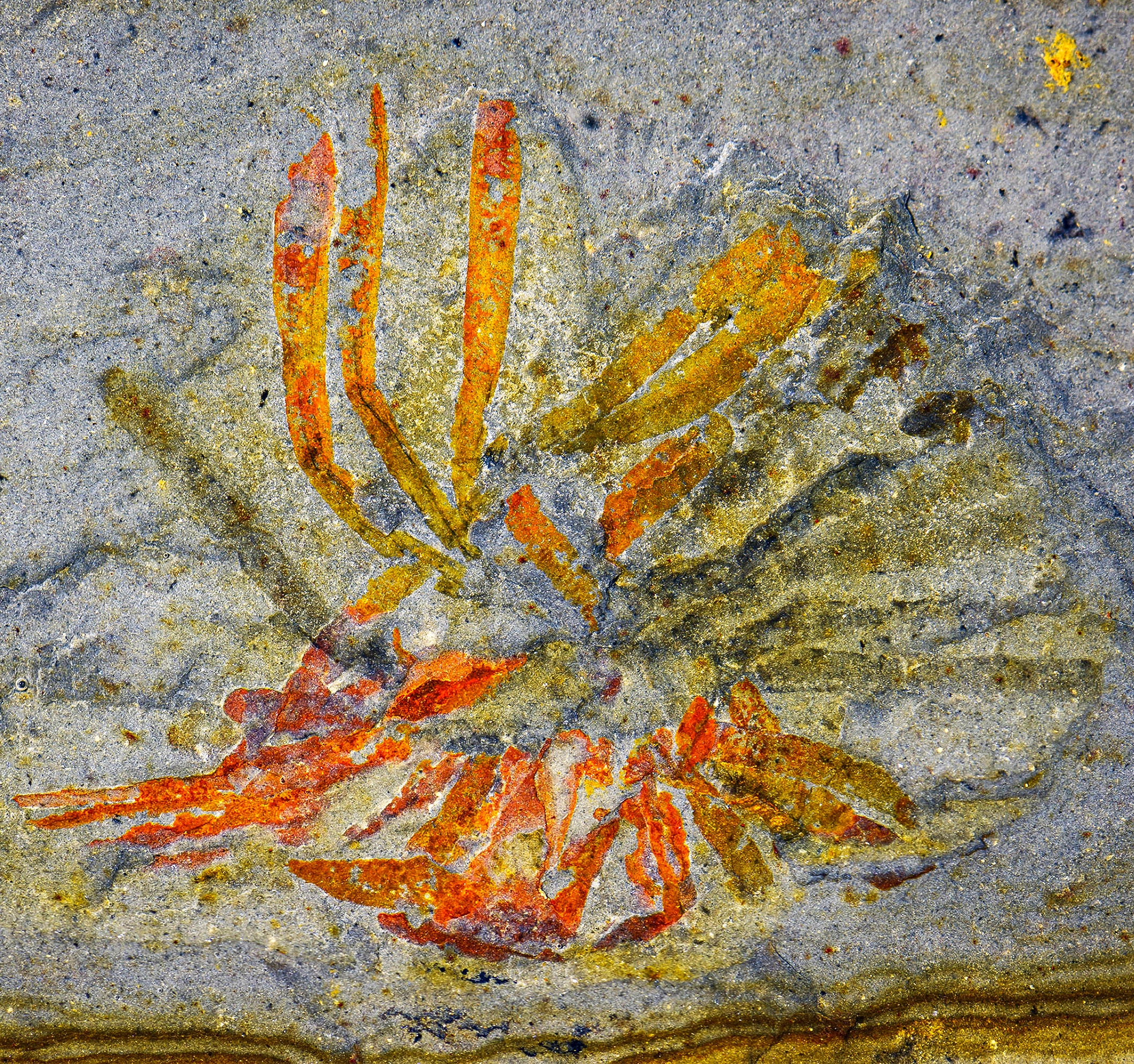 Photograph of an orange fossil with radiating blade-like structures preserved in gray rock.