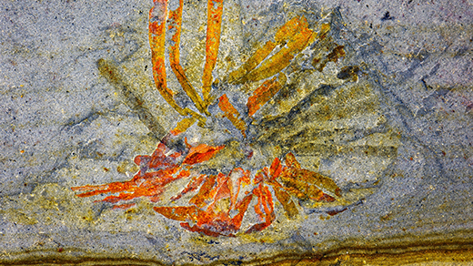 Photograph of an orange fossil with radiating blade-like structures preserved in gray rock.