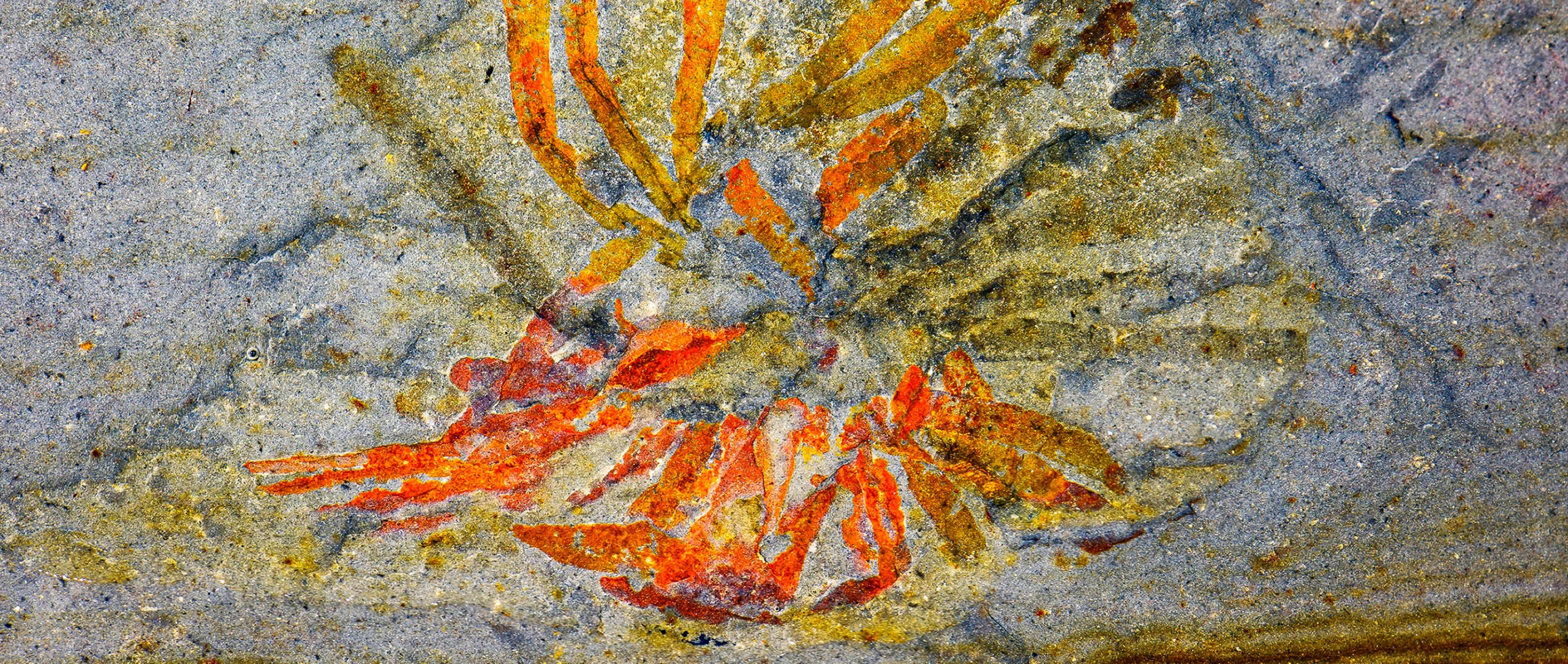 Photograph of an orange fossil with radiating blade-like structures preserved in gray rock.