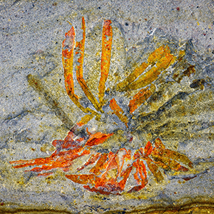 Photograph of an orange fossil with radiating blade-like structures preserved in gray rock.