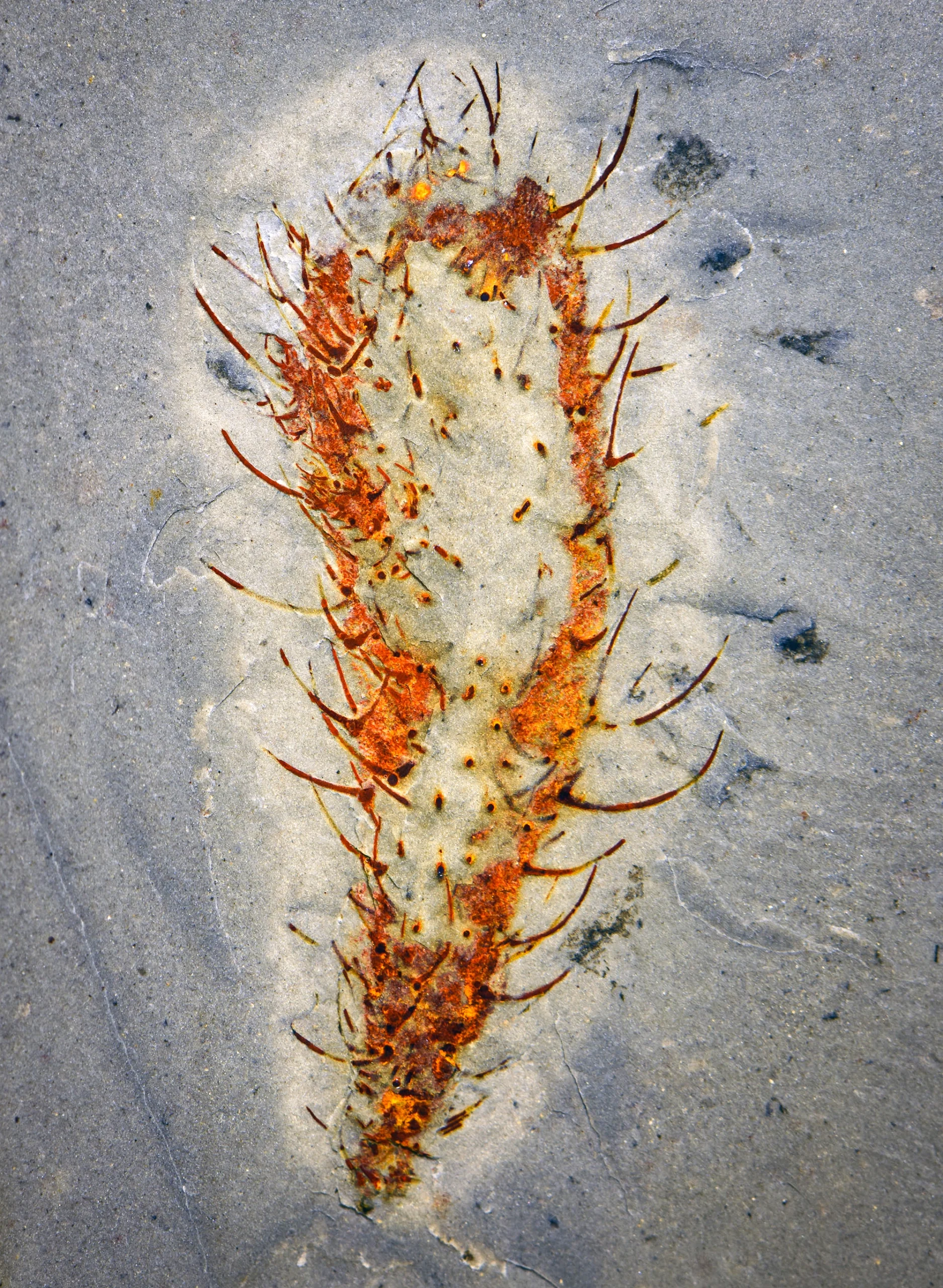 Photograph of an orange elongated fossil with several radiating spines preserved in gray rock.