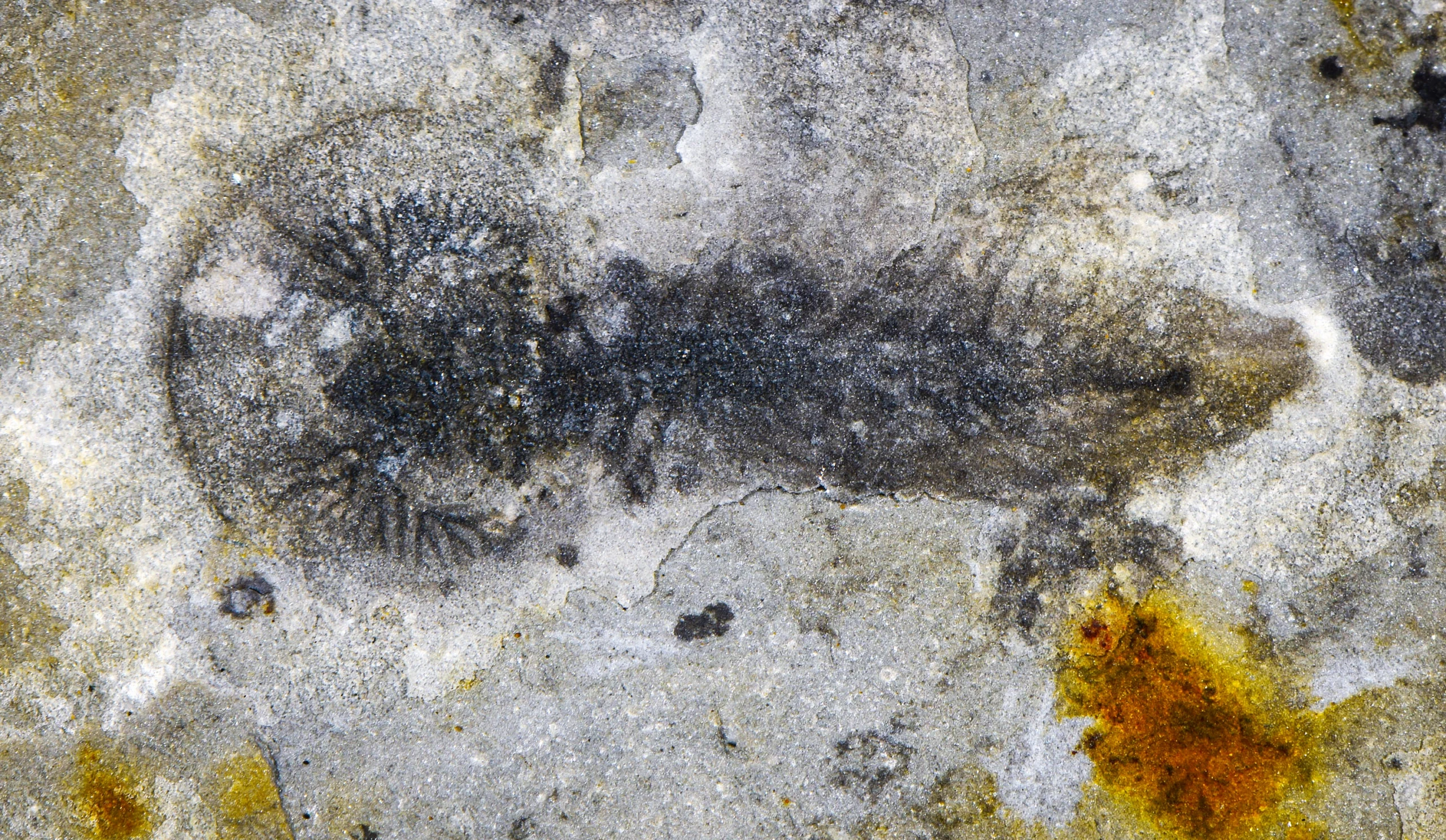 Photograph of a dark oval-shaped fossil preserved in light gray rock