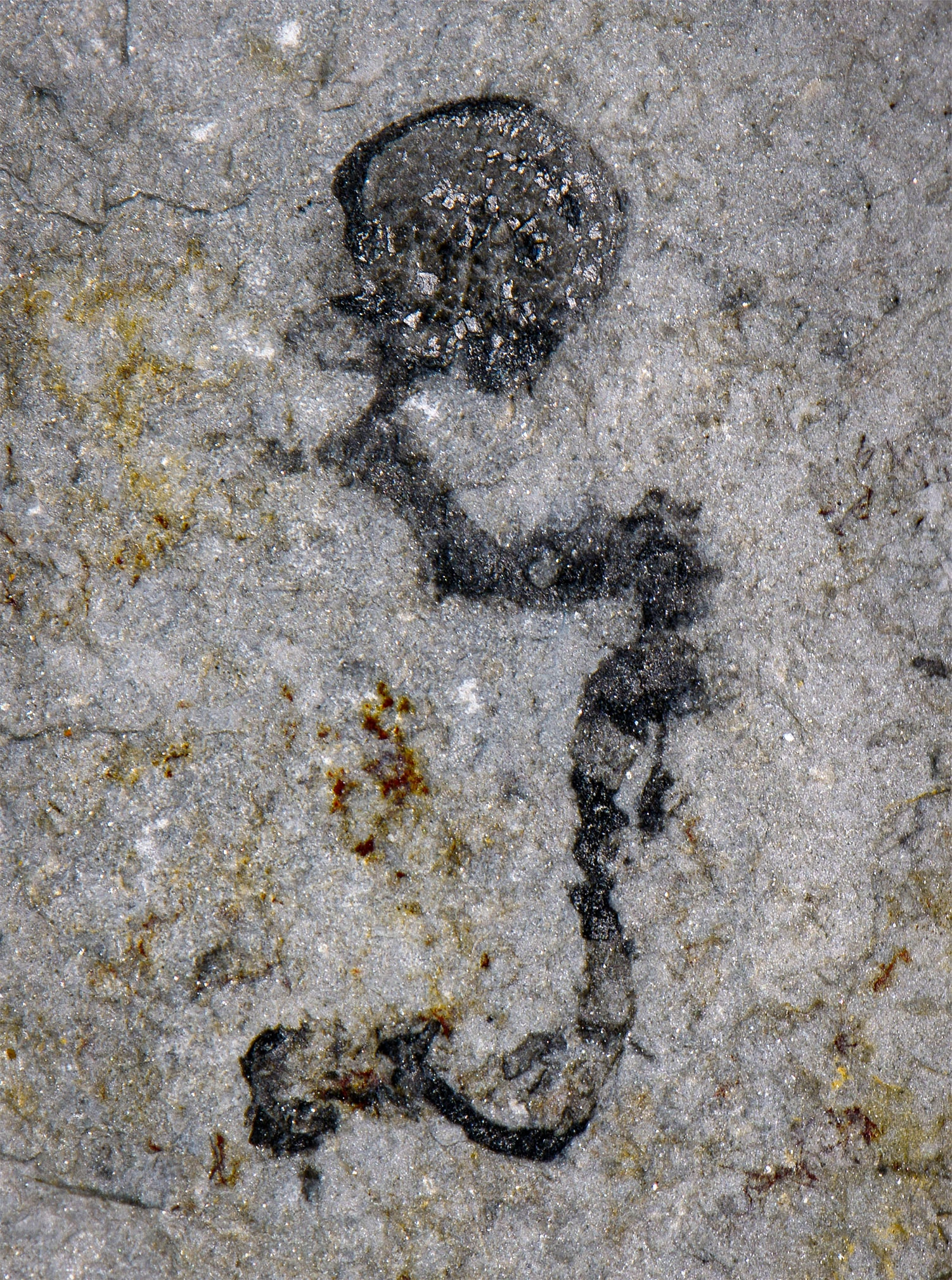 Photograph of a small dark fossil with a rounded upper mass connected to a twisted lower structure, preserved in pale gray rock.
