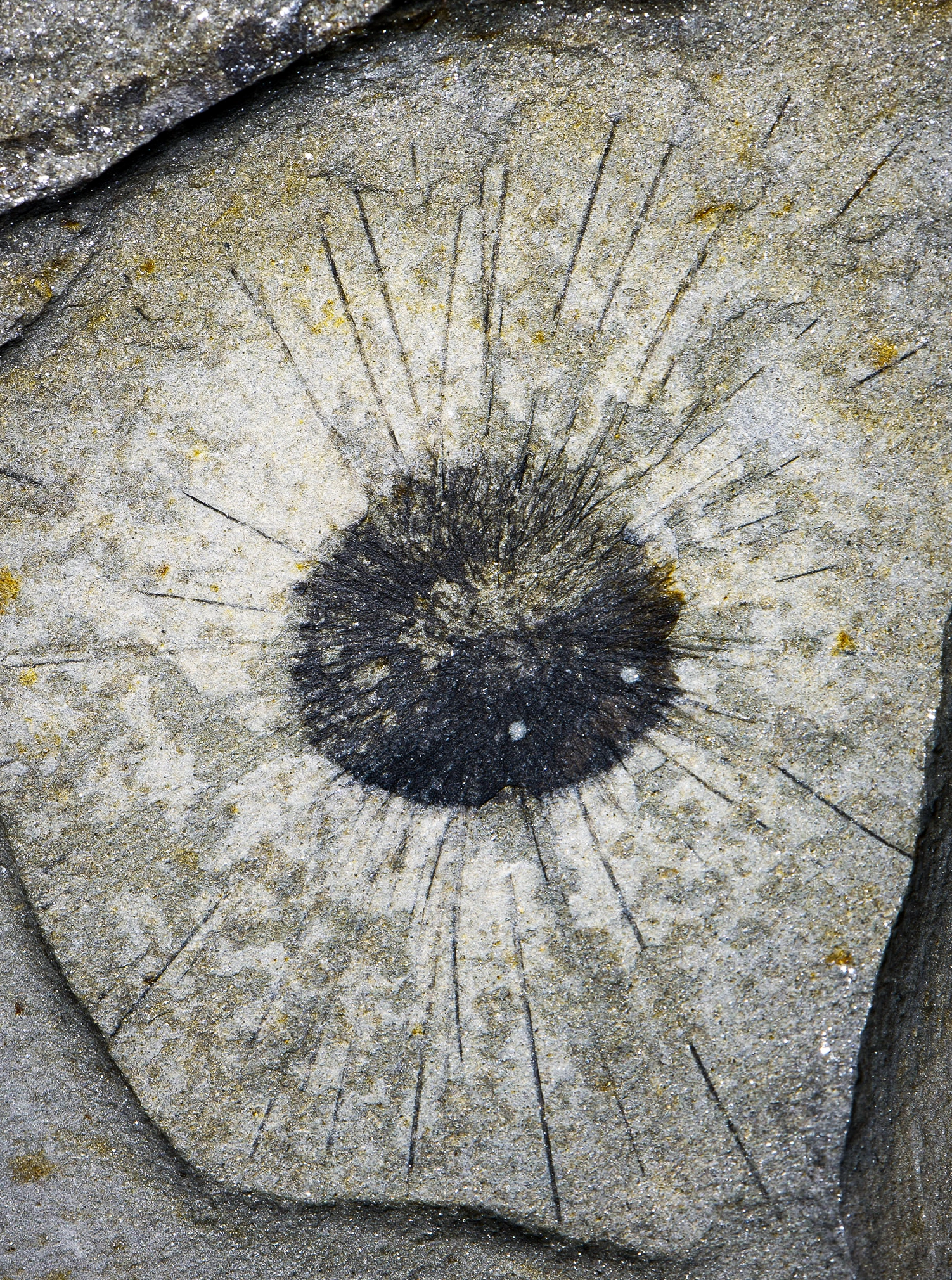 Photograph of a circular dark fossil with radiating spines extending outwards preserved in gray rock.