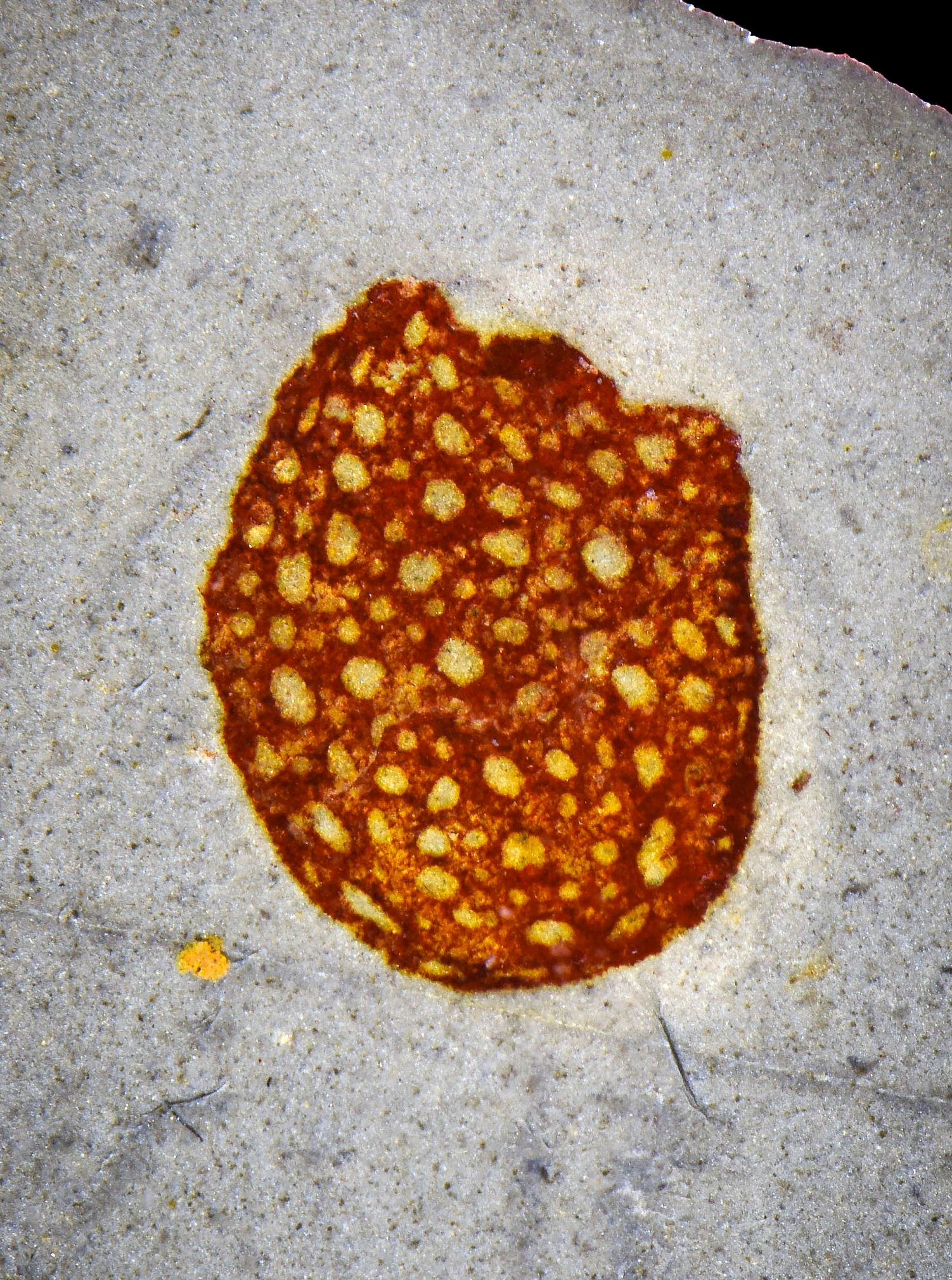 Photograph of a red-brown oval fossil with a pattern of spots preserved in light gray rock.