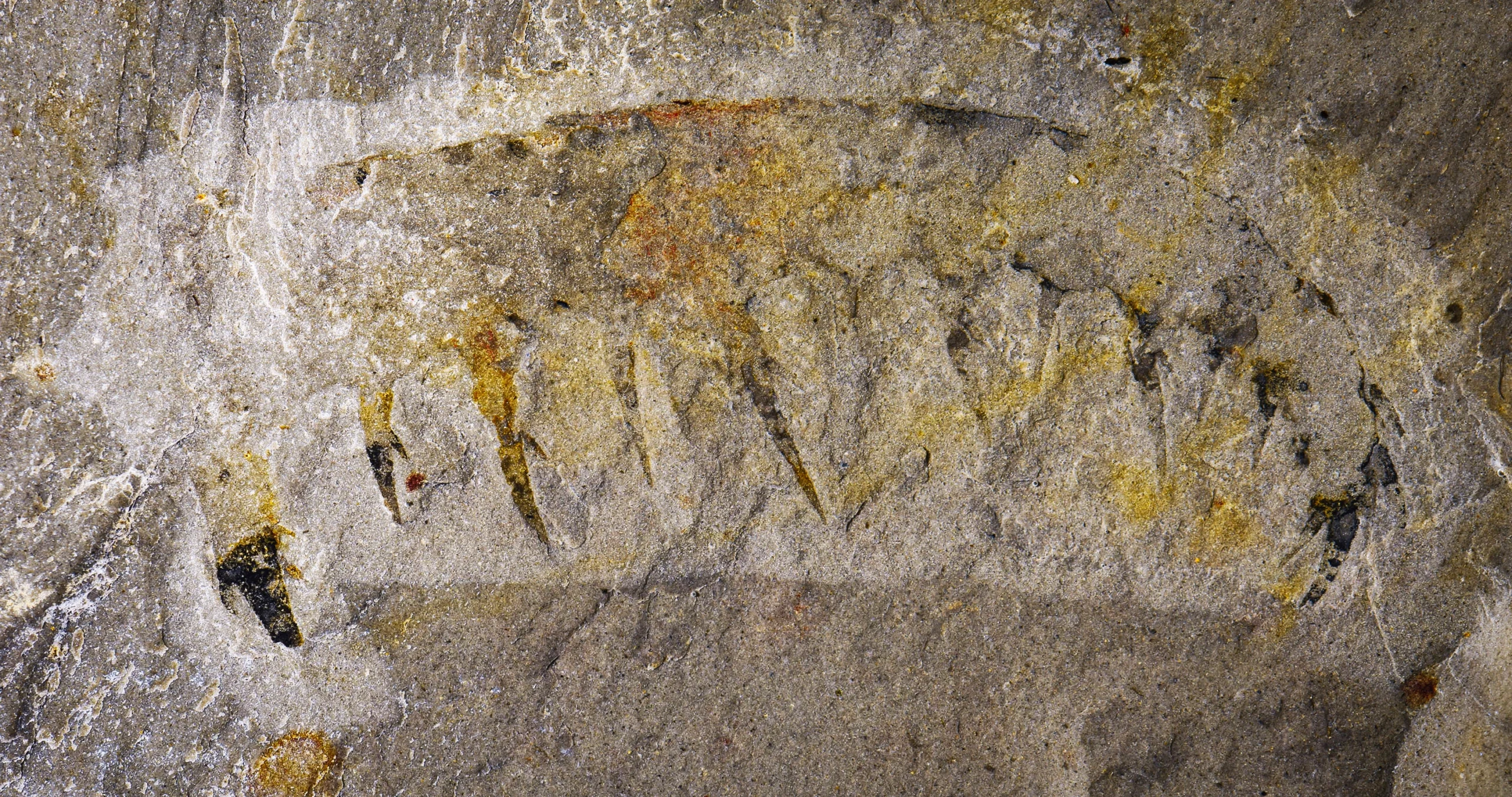 Photograph of a faint elongated fossil with pointed projections preserved in light gray rock.