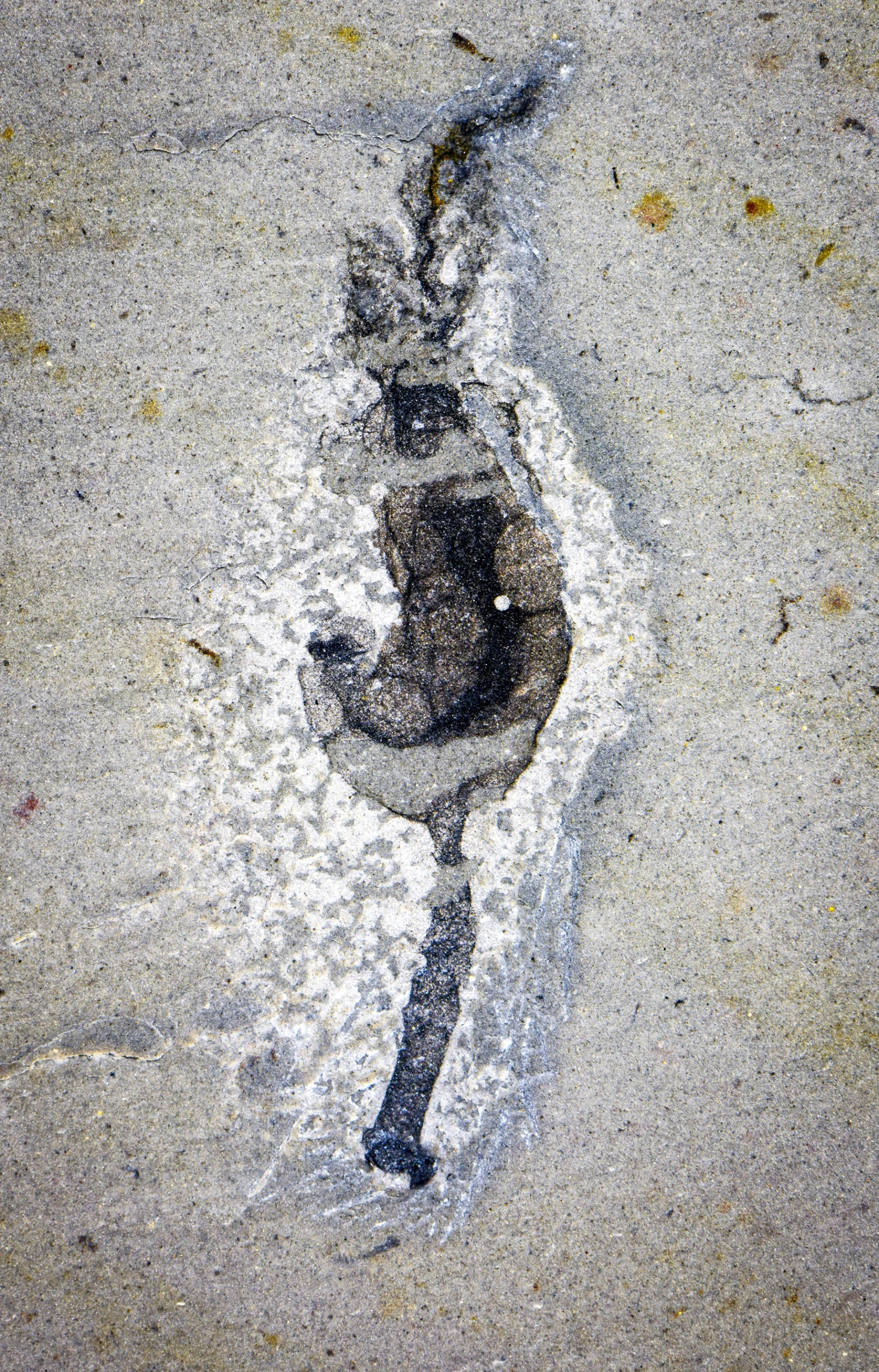 Photograph of a small vertically oriented fossil preserved in light gray rock.