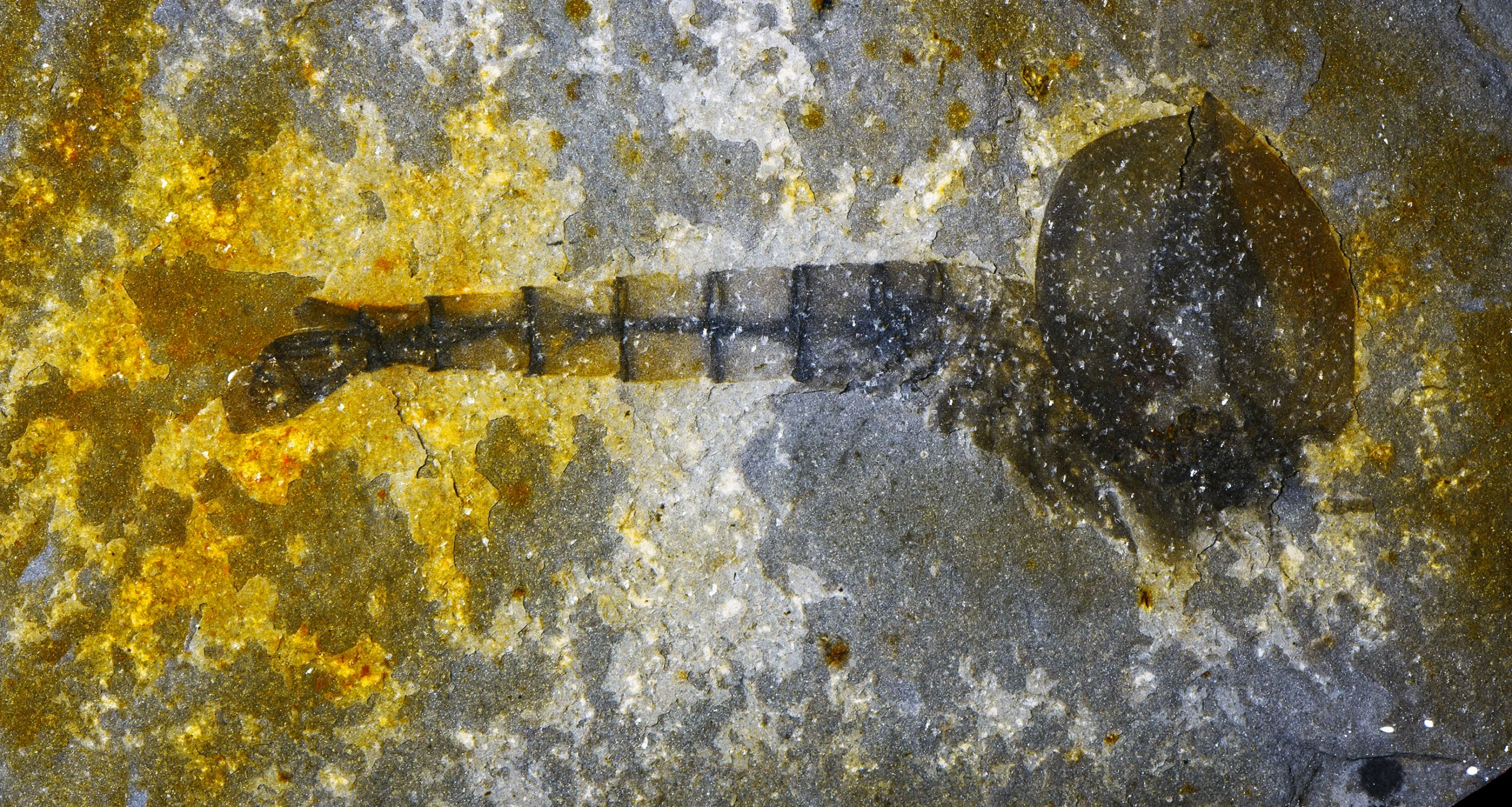 Photograph of a horizontally oriented shrimp-like fossil with a rounded head, preserved in yellow-brown and gray rock.