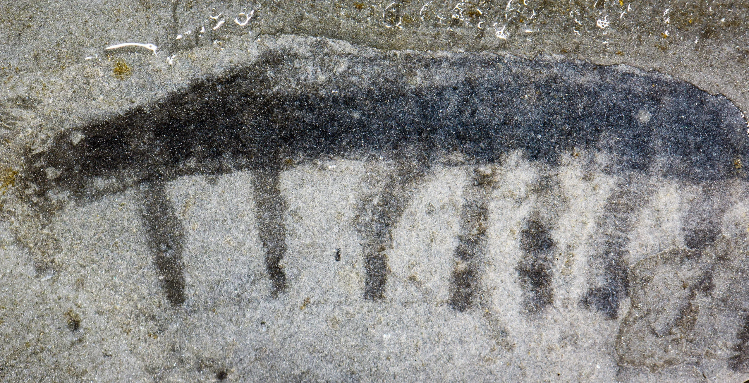 Photograph of a dark fossil of a long body with long legs preserved in light gray rock