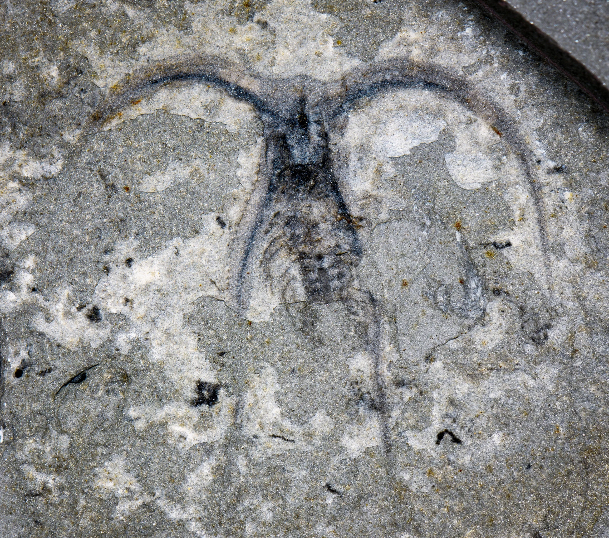 Photograph of a dark fossil with two large curved appendages coming out of a small central body, preserved in light gray rock.