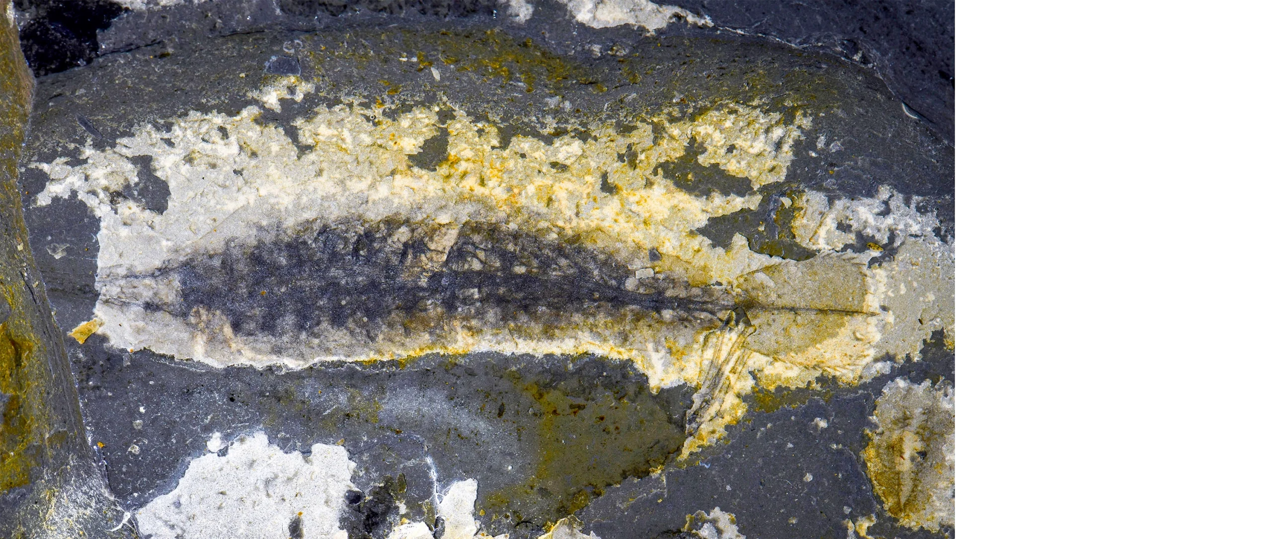 Photograph of a dark elongated leaf-shaped fossil preserved in variably colored rock.