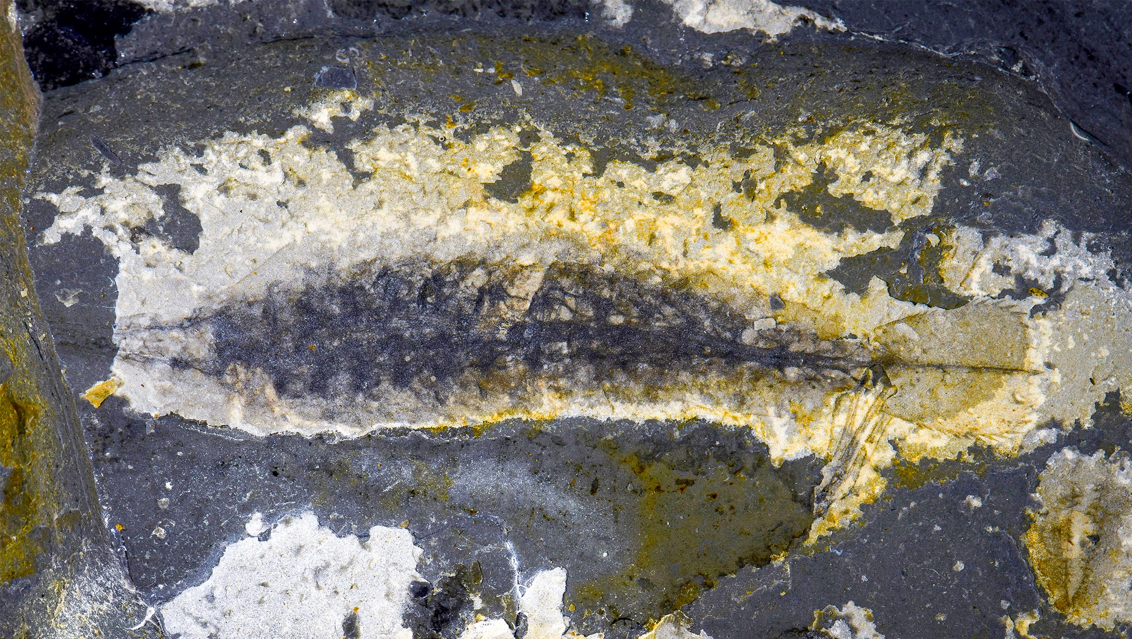 Photograph of a dark elongated leaf-shaped fossil preserved in variably colored rock.