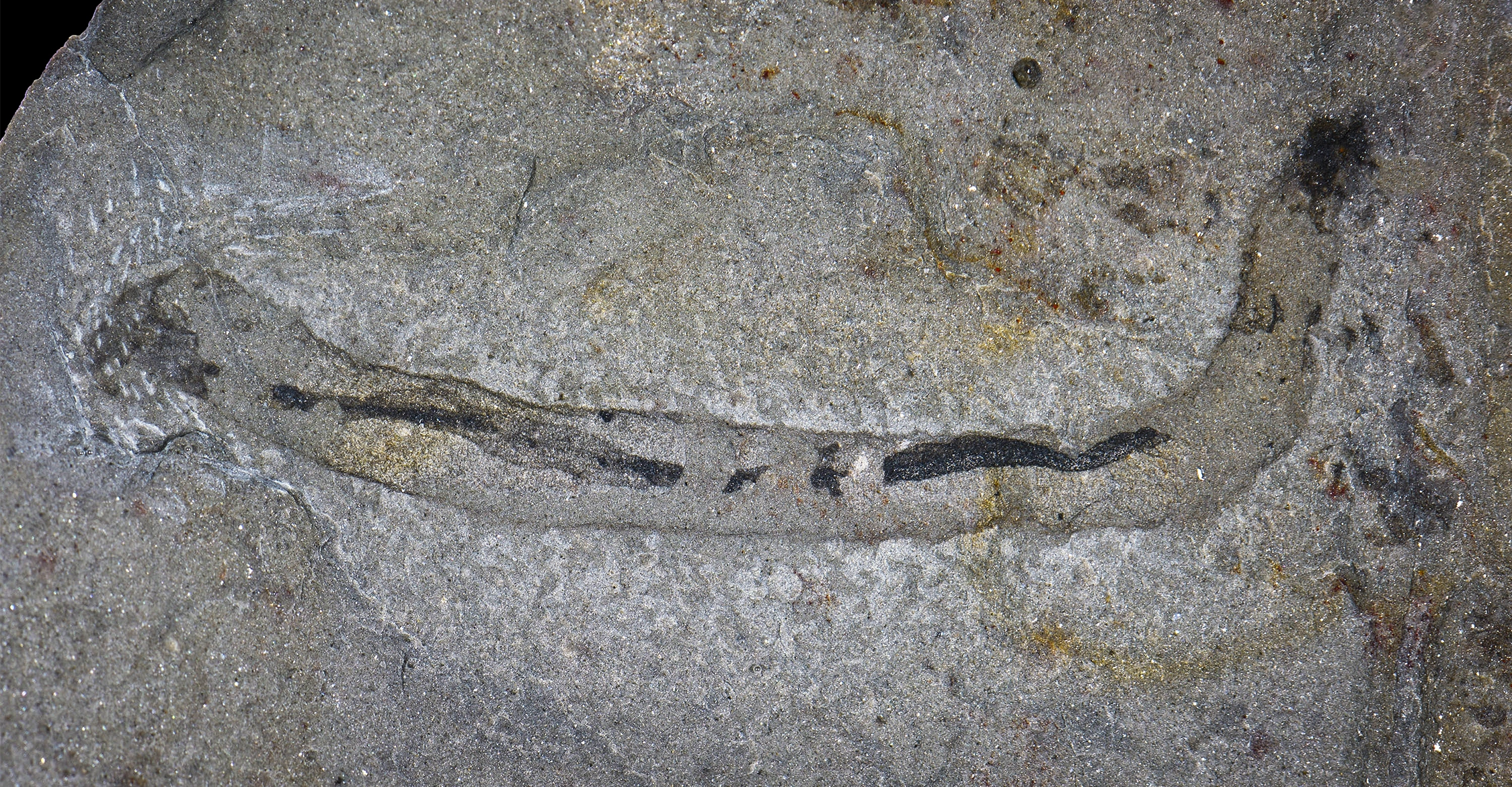 Photograph of an elongated fossil with a dark internal structure preserved in light gray rock.