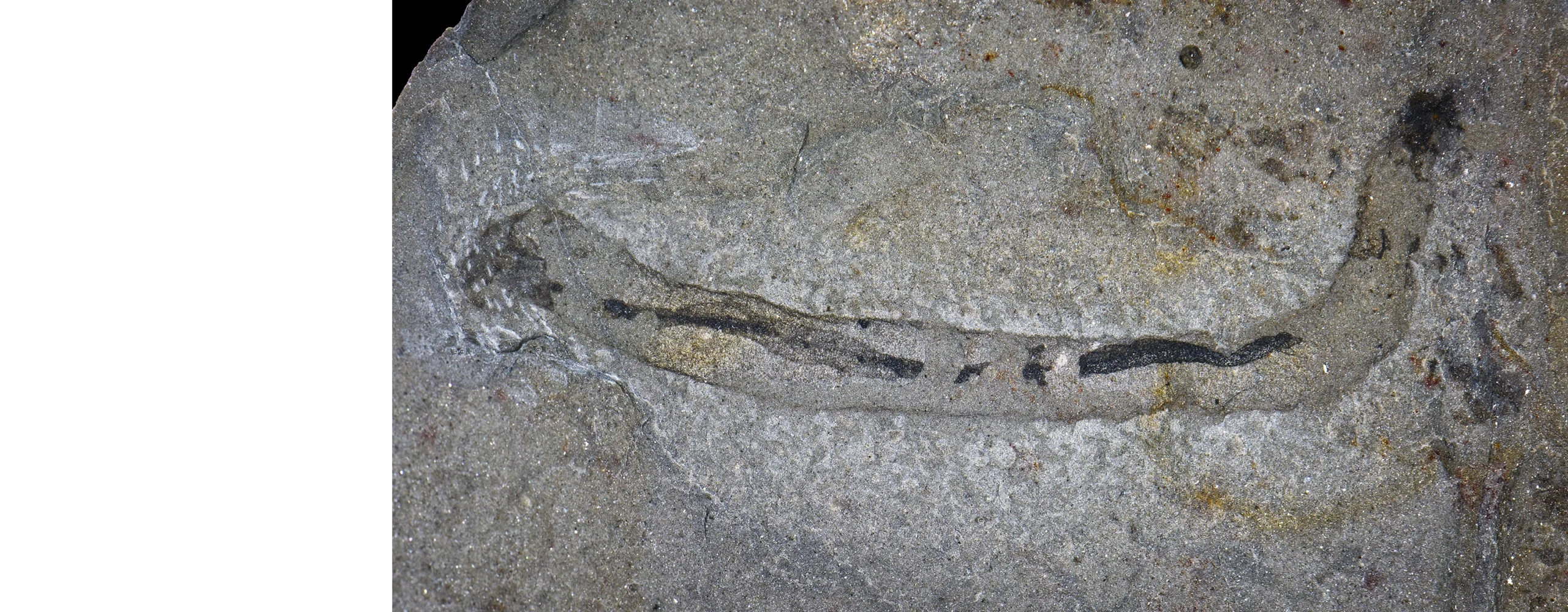 Photograph of an elongated fossil with a dark internal structure preserved in light gray rock.