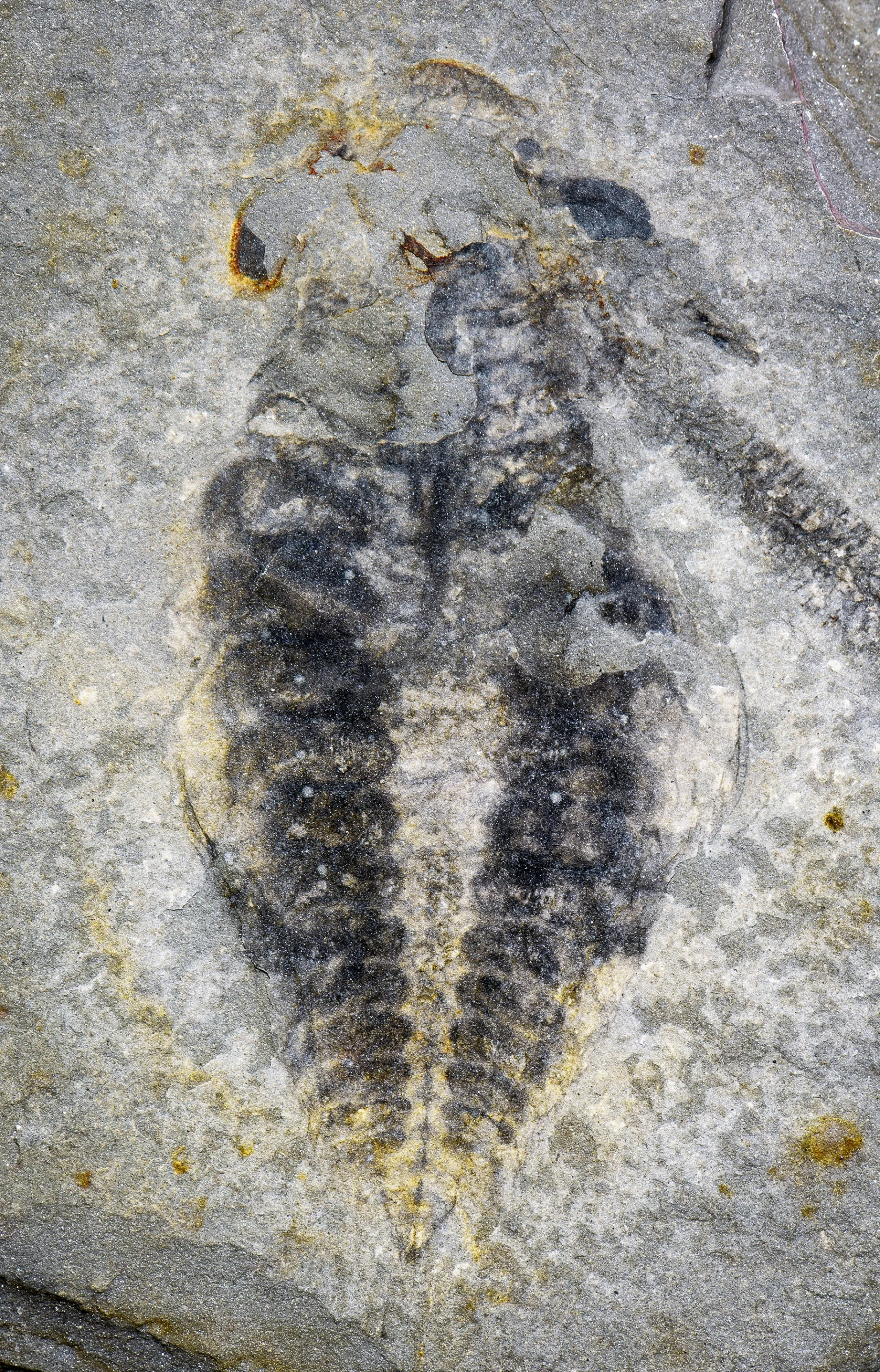 Photograph of a dark segmented fossil preserved in light gray rock
