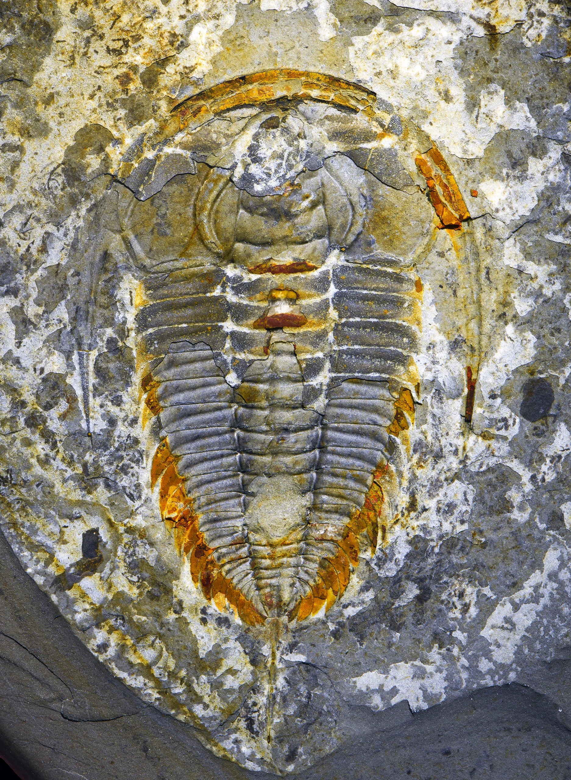 Photograph of a well-preserved trilobite fossil with clearly visible segmentation and head, preserved in gray and orange-colored rock.
