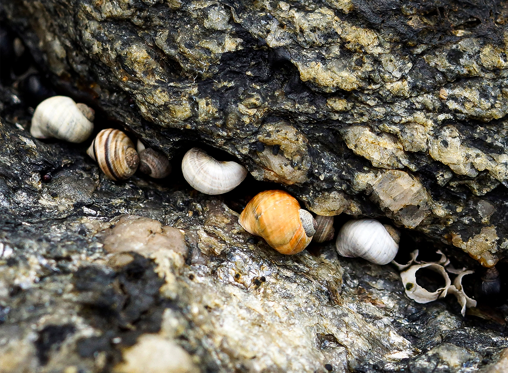 The snails lined up in a crevice in their wild habitat.